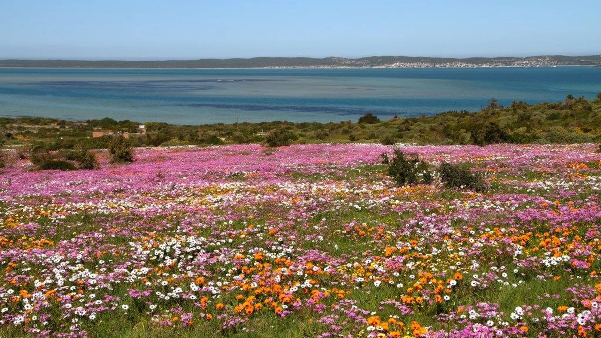 Image Title Image Title