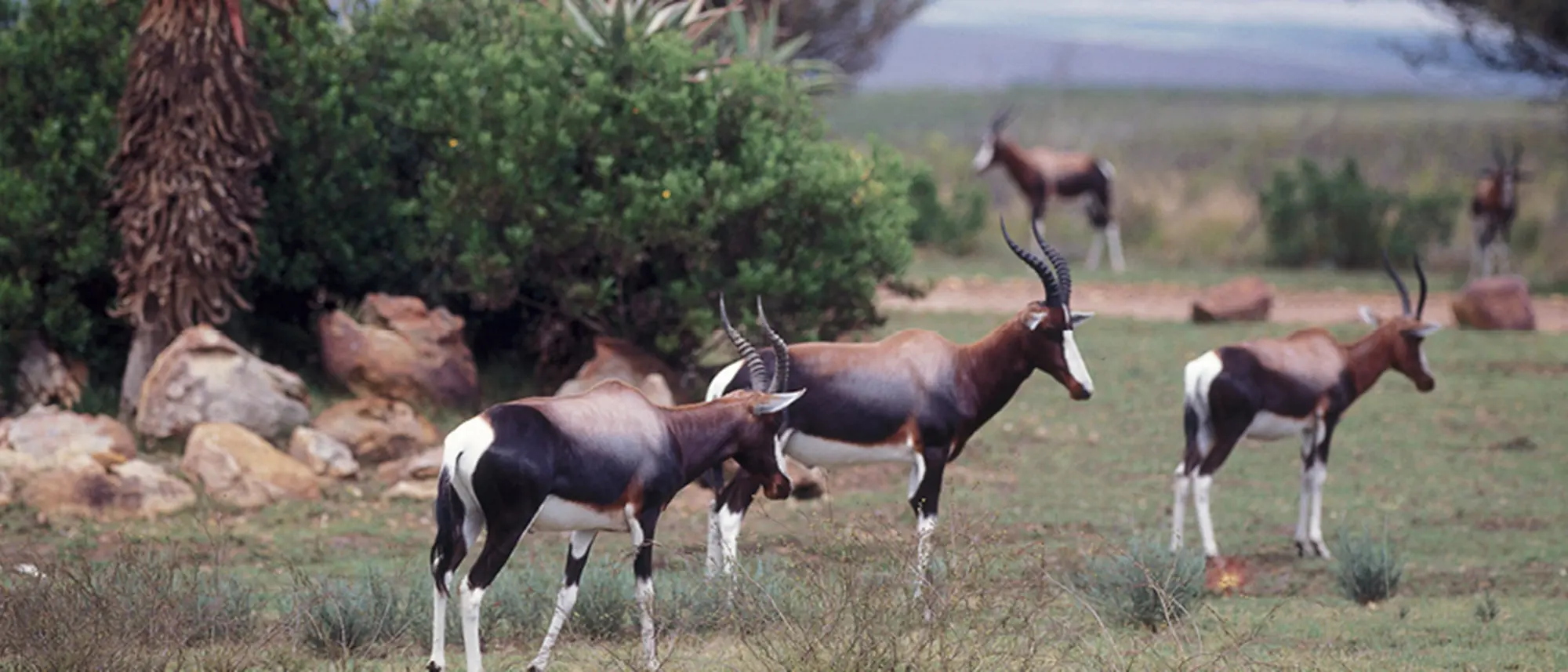 Image Title Image Title