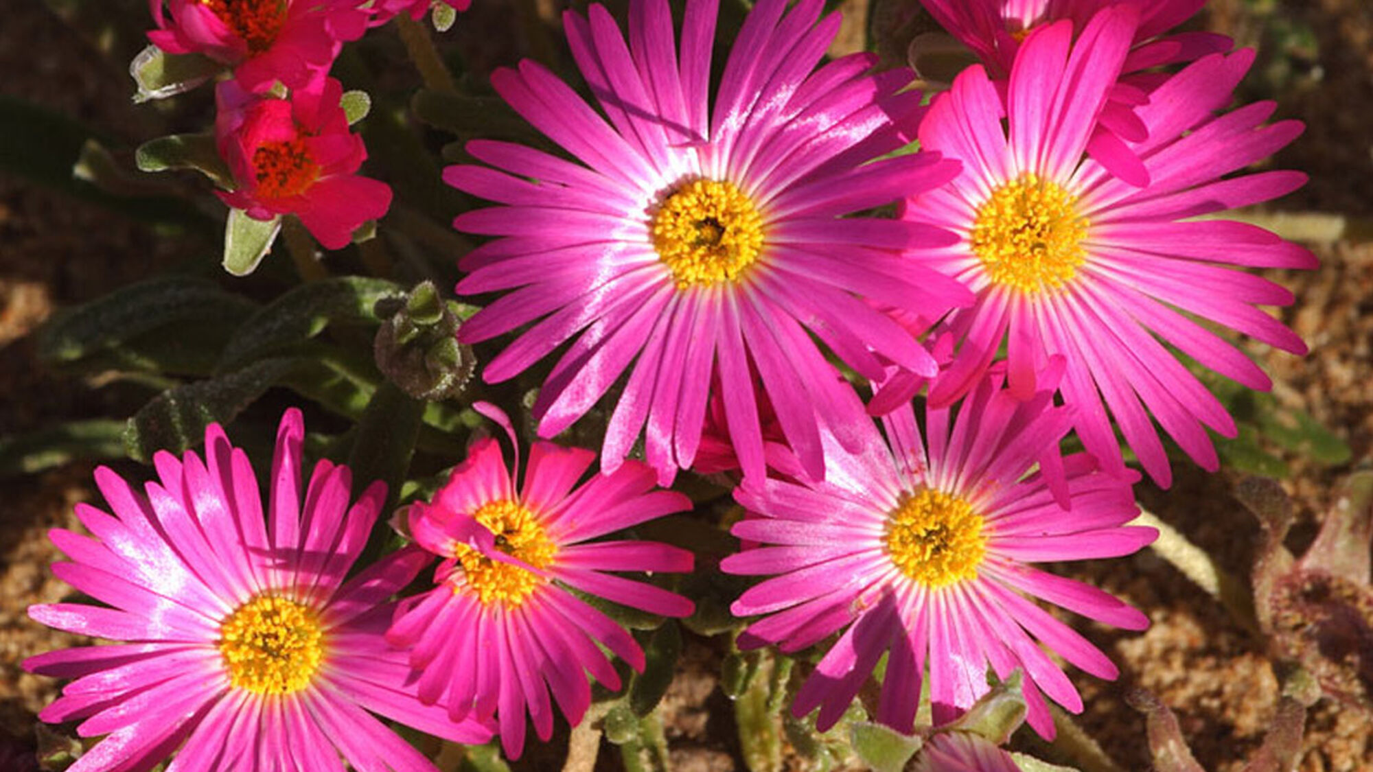 Image Title Image Title