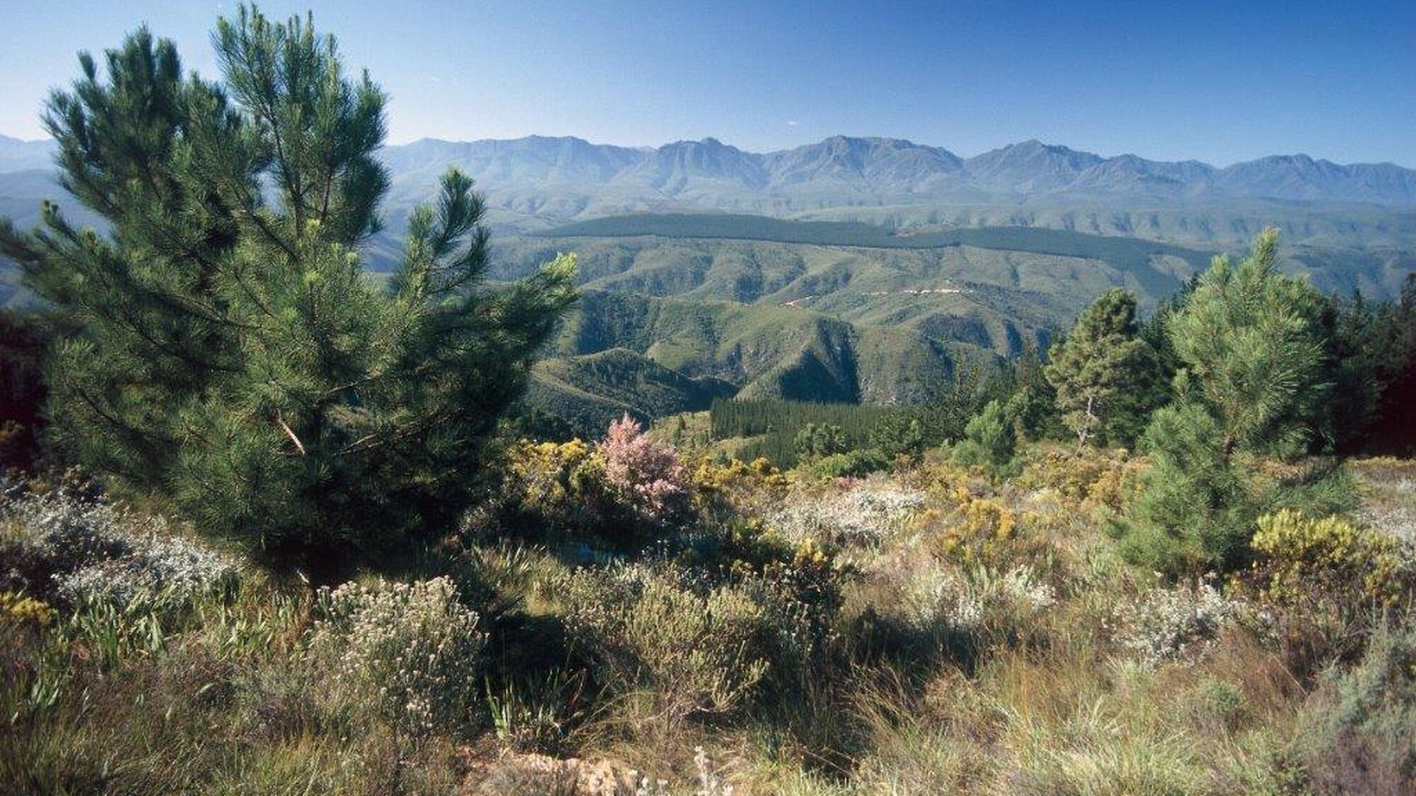 Image Title Image Title