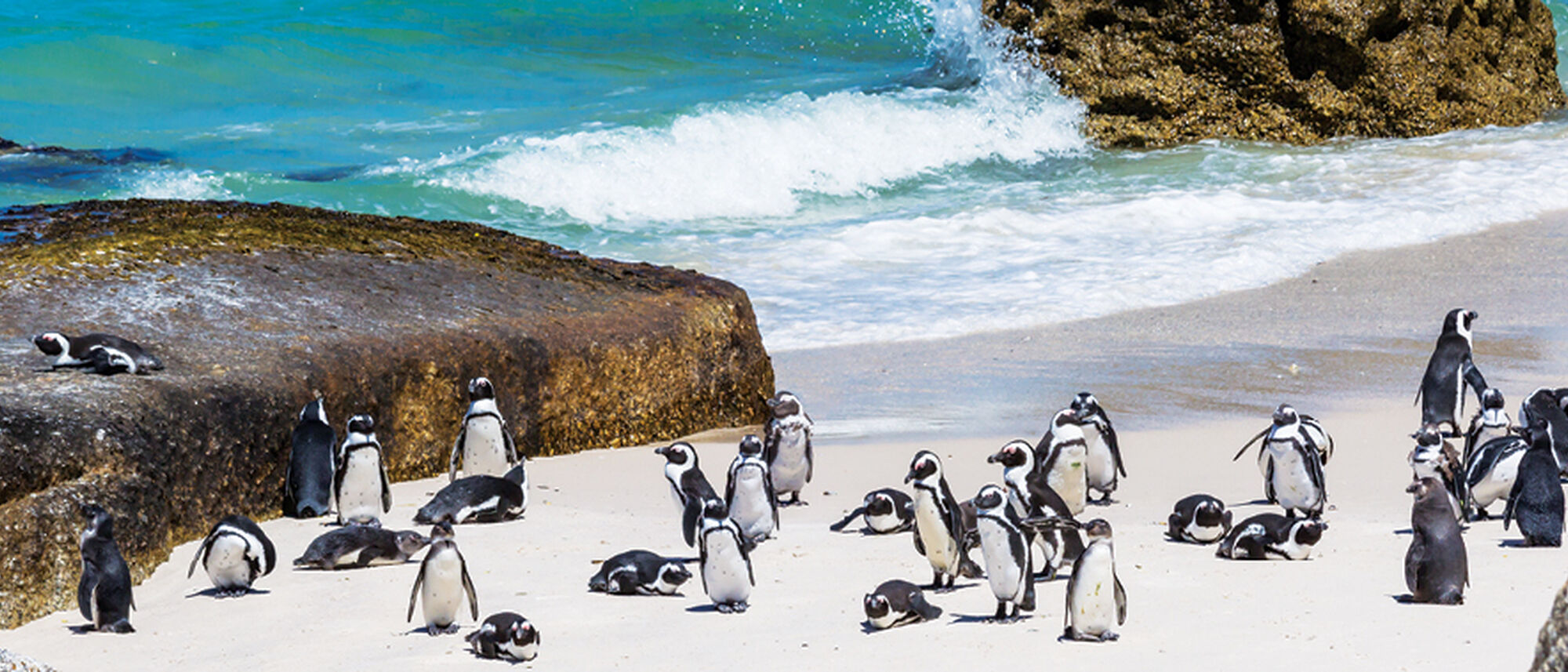 Image Title Image Title