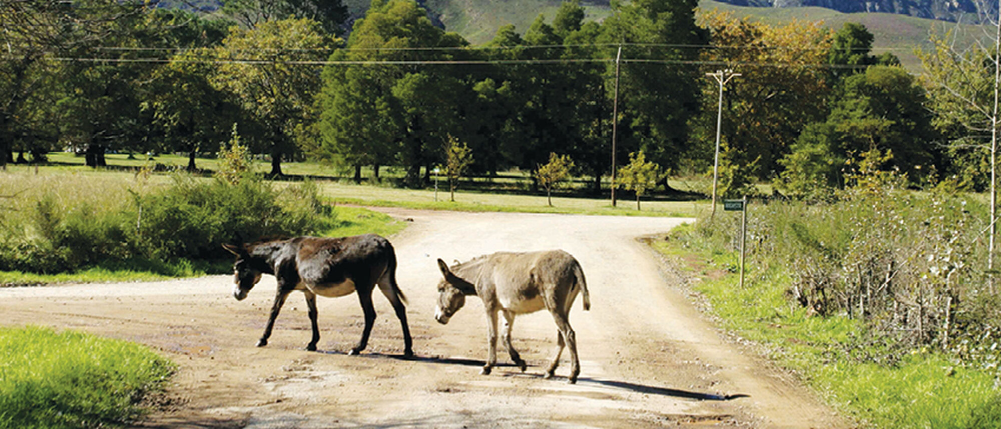 Image Title Image Title