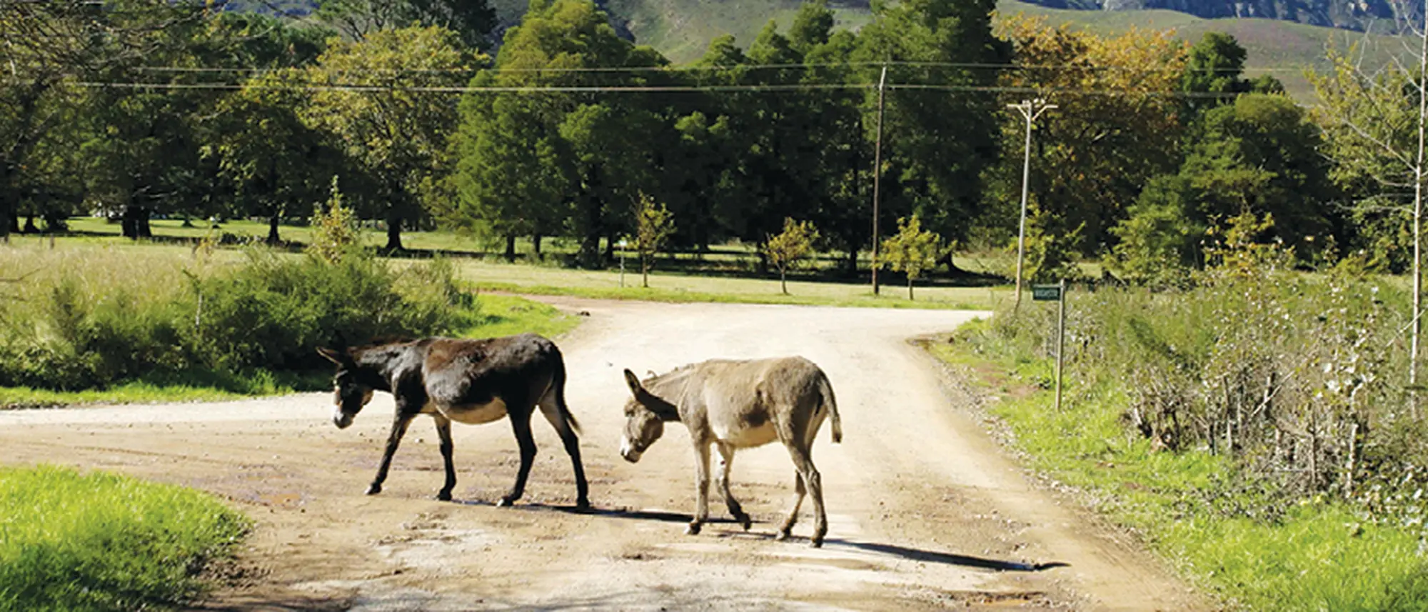 Image Title Image Title