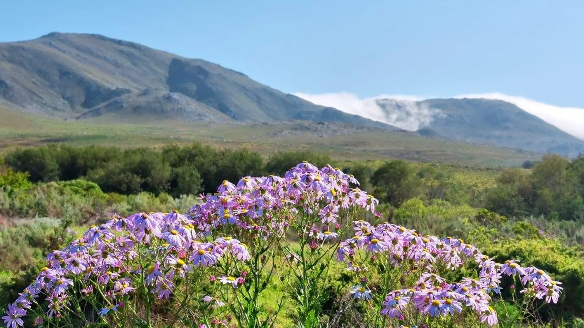 Image Title Image Title