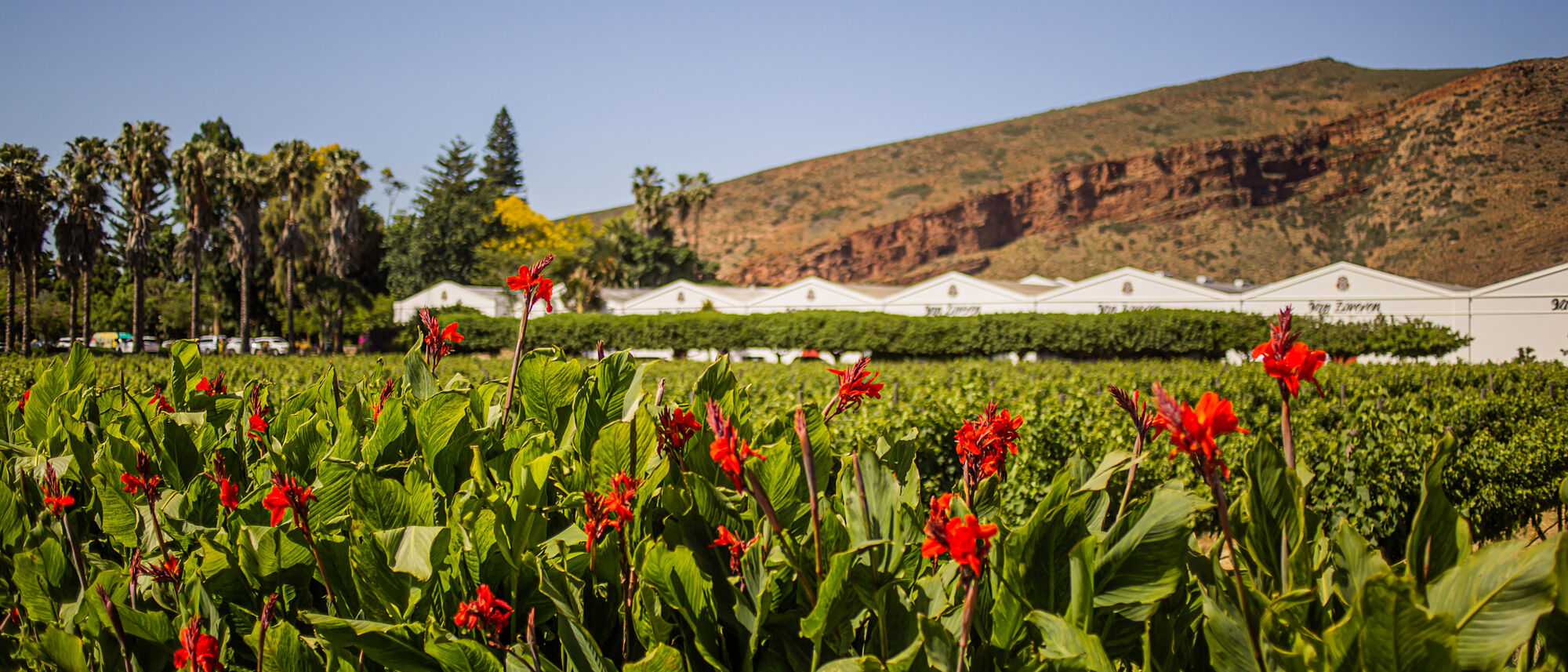 Image Title Image Title