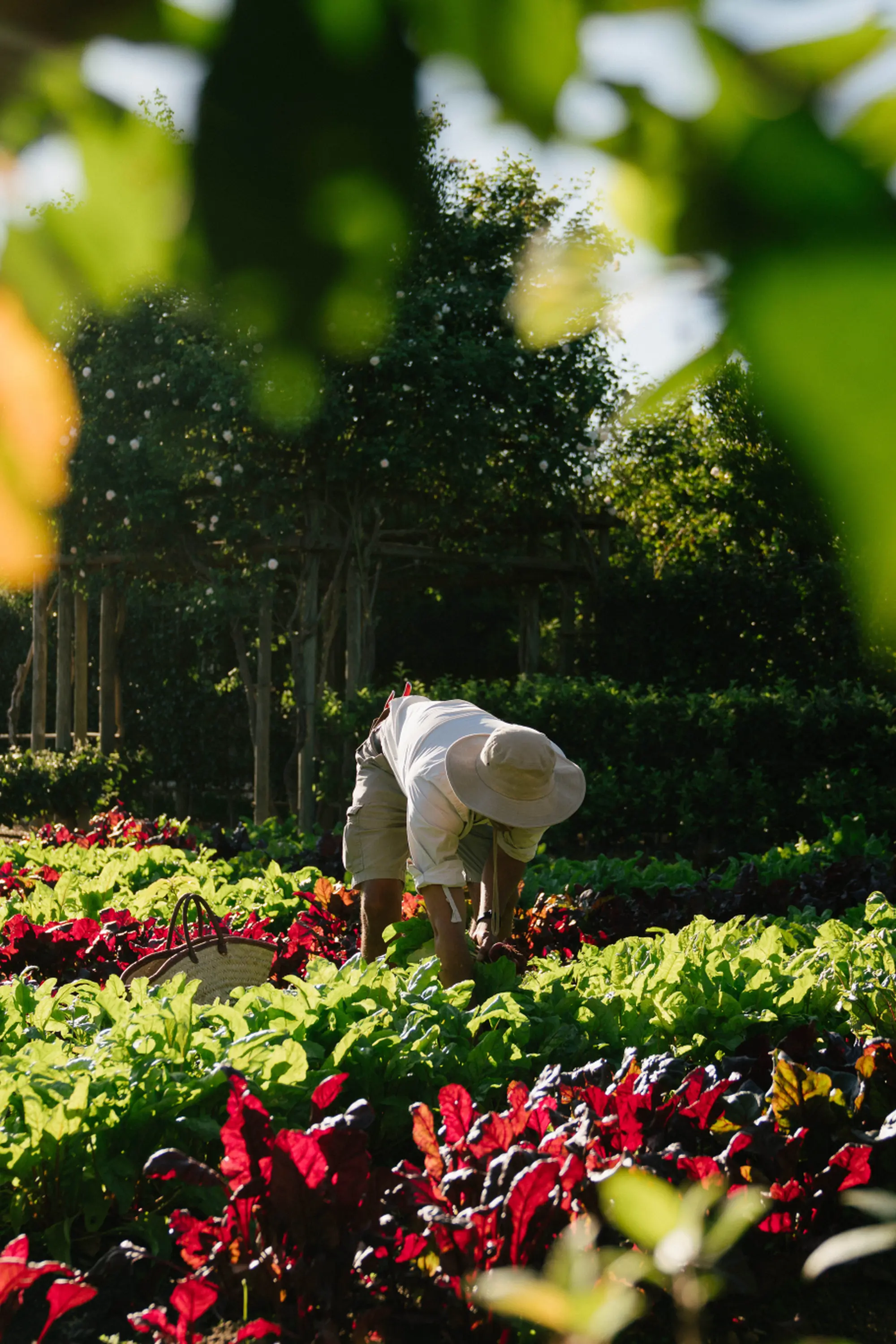 Babylonstoren Wine Estate Garden Credit Wesgro Klapmuts Cape Winelands Babylonstoren Wine Estate Garden Credit Wesgro Klapmuts Cape Winelands