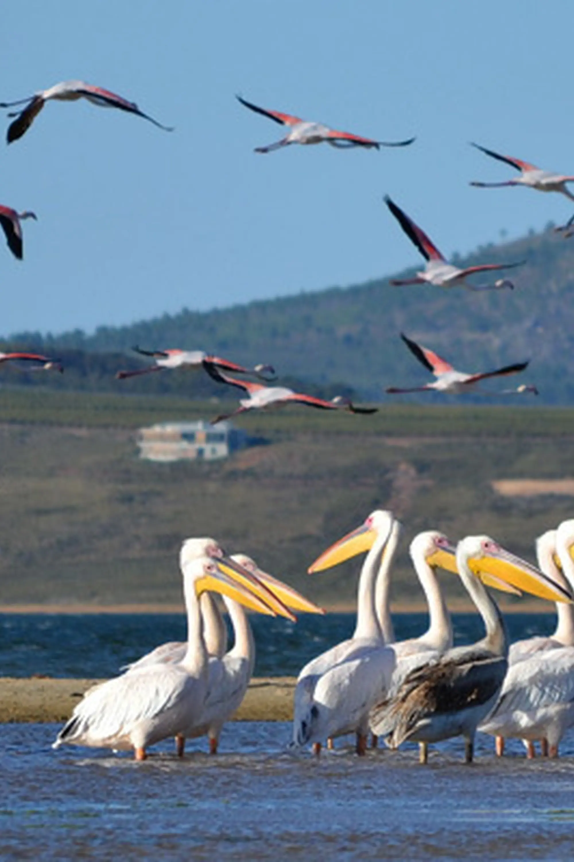 Benguela Lagoon Overberg Benguela Lagoon Overberg