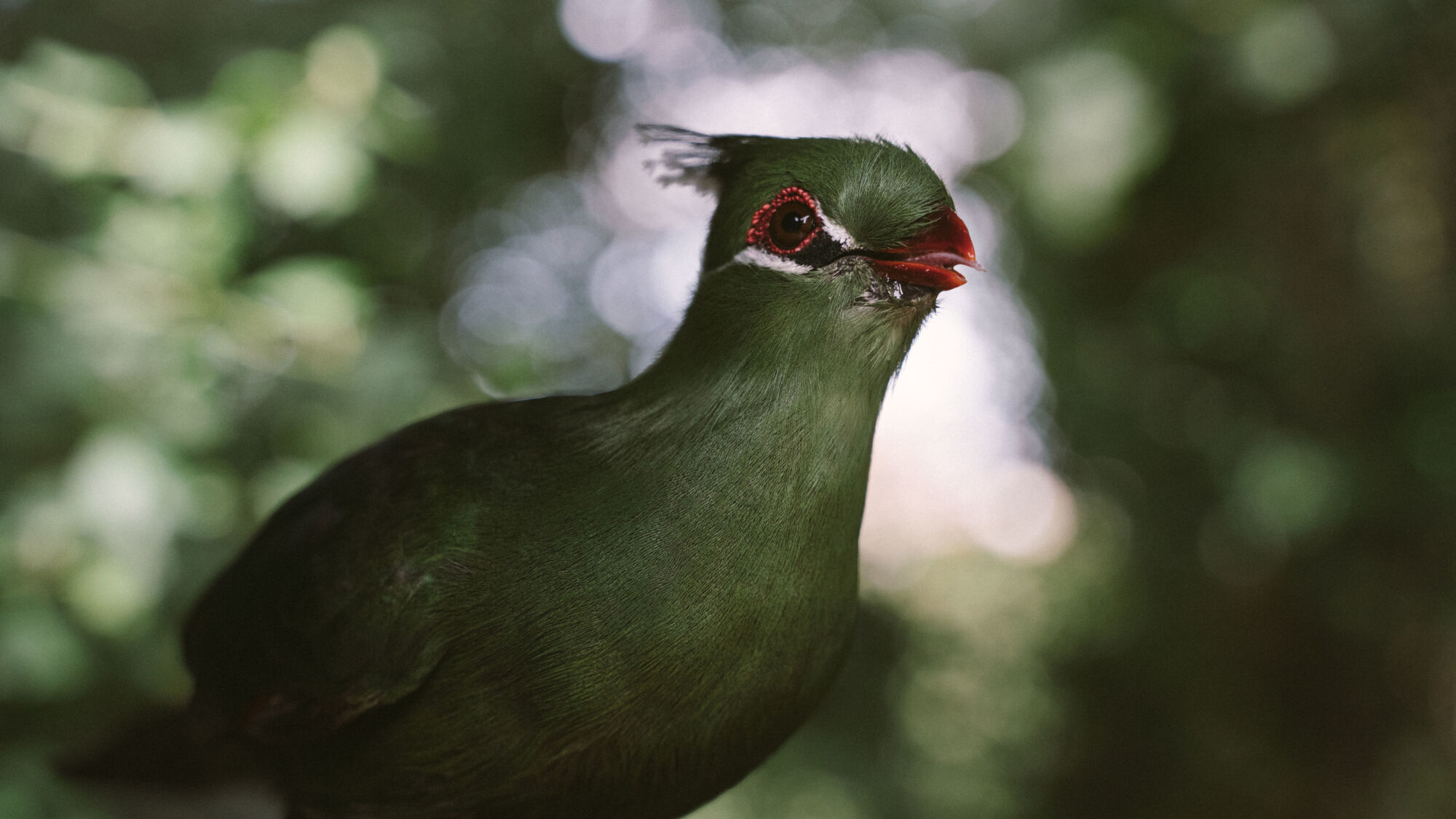 Image Title Image Title