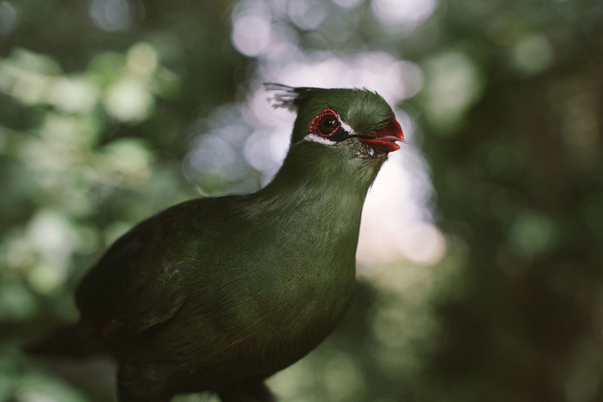 Image Title Image Title