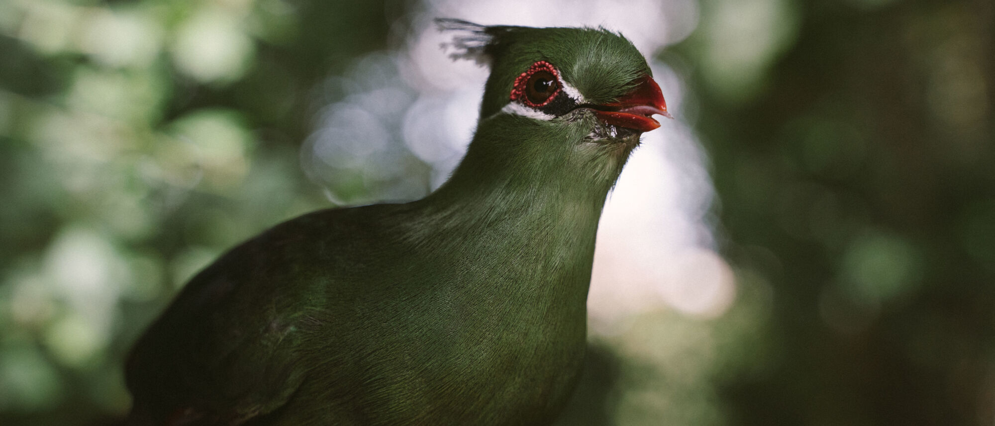 Image Title Image Title