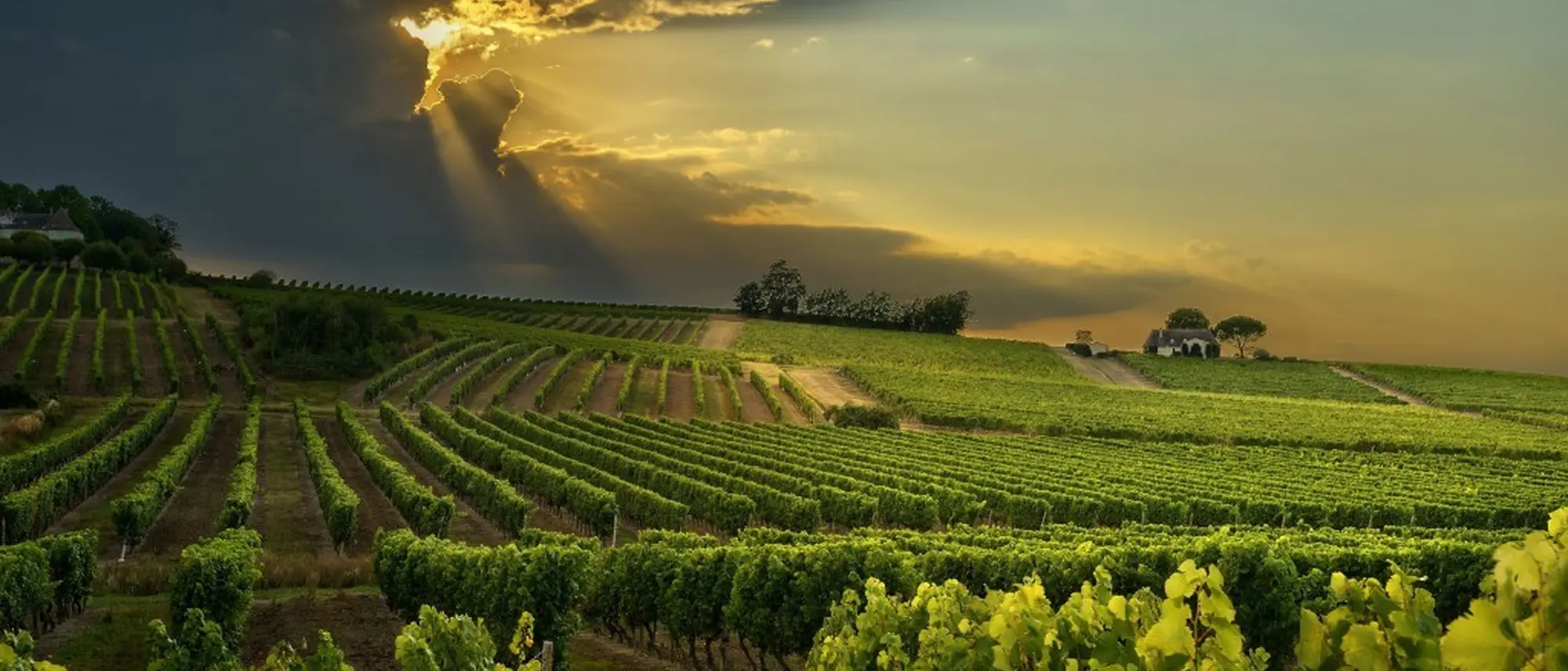 Image Title Image Title