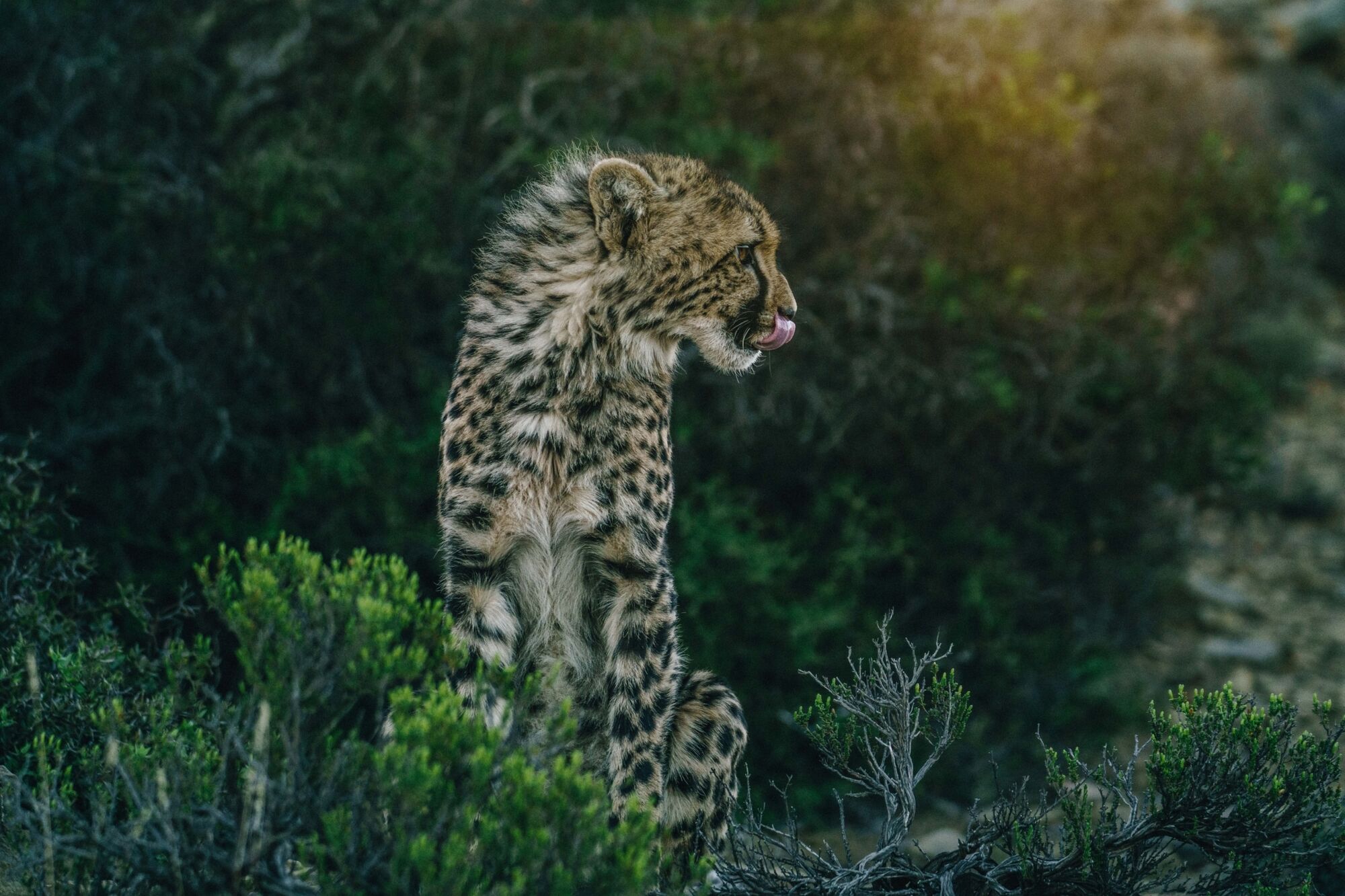 Cheetah 04554 Cheetah 04554