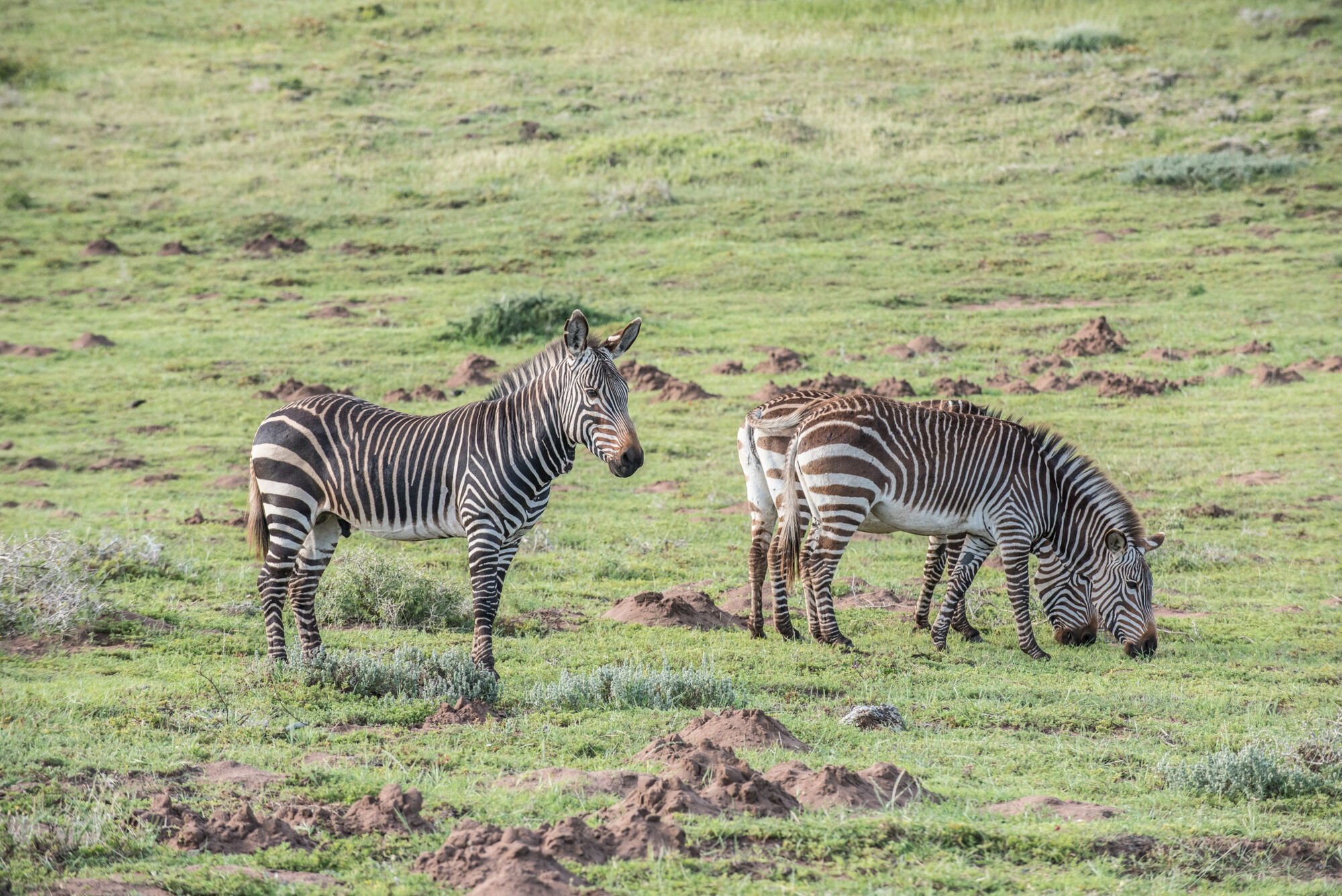 DSC2520 Witsands DSC2520 Witsands