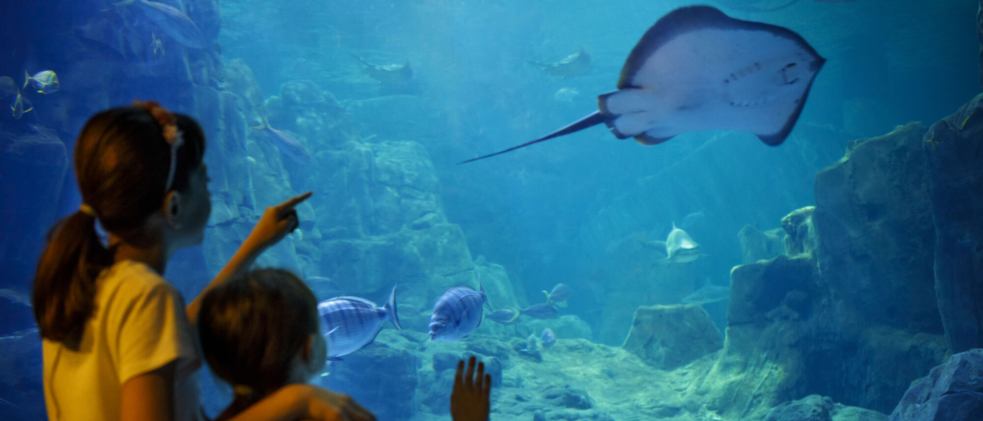 Image Title Image Title