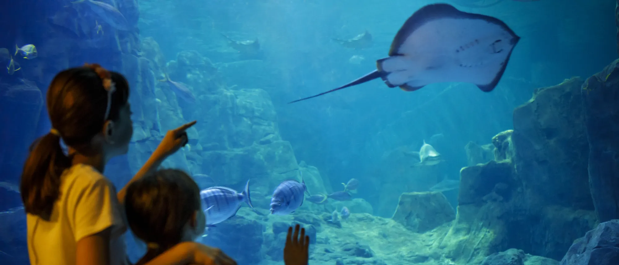 Image Title Image Title