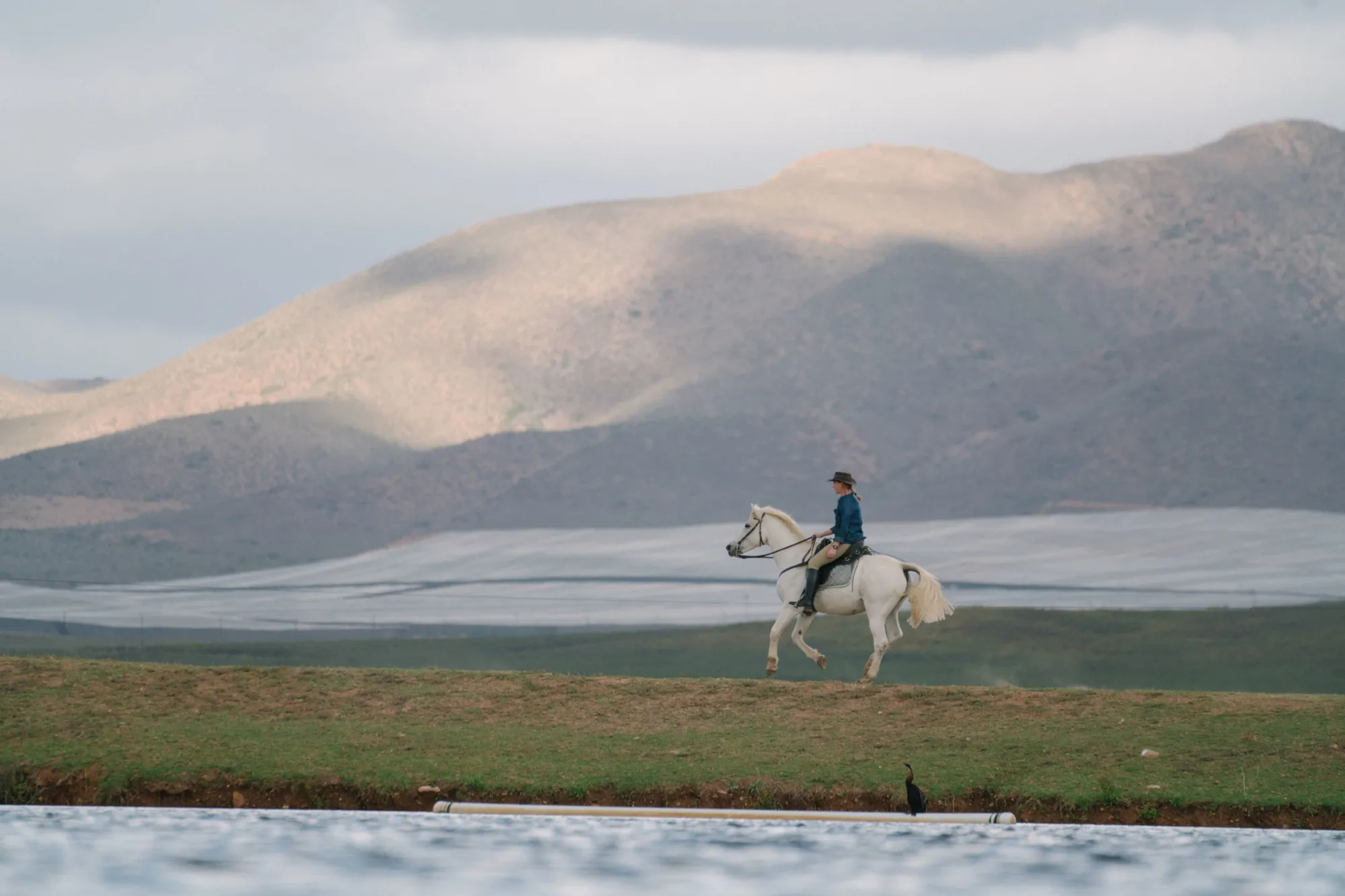 Horse Riding in the Winelands 2 Horse Riding in the Winelands 2