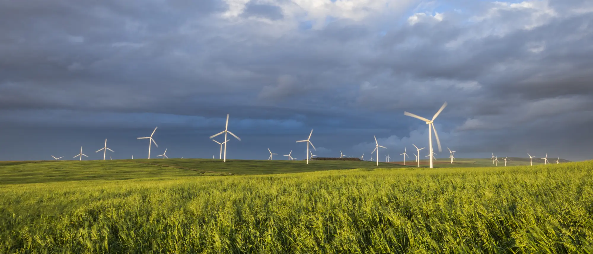 Image Title Image Title