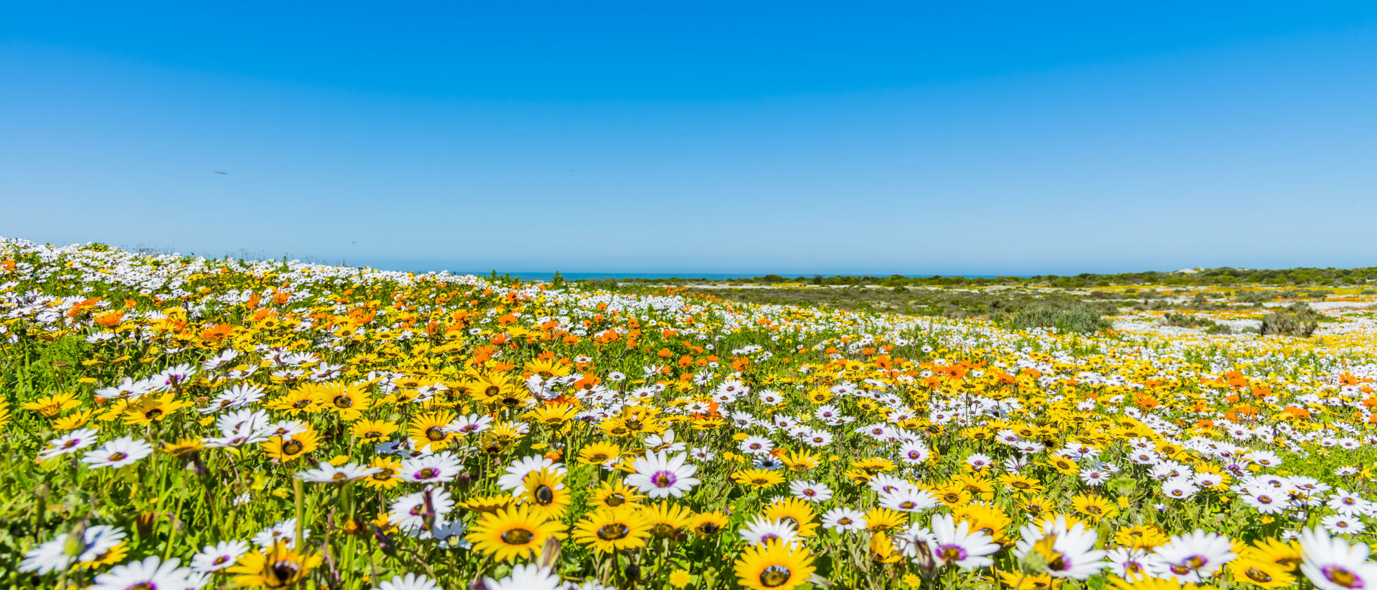 Image Title Image Title