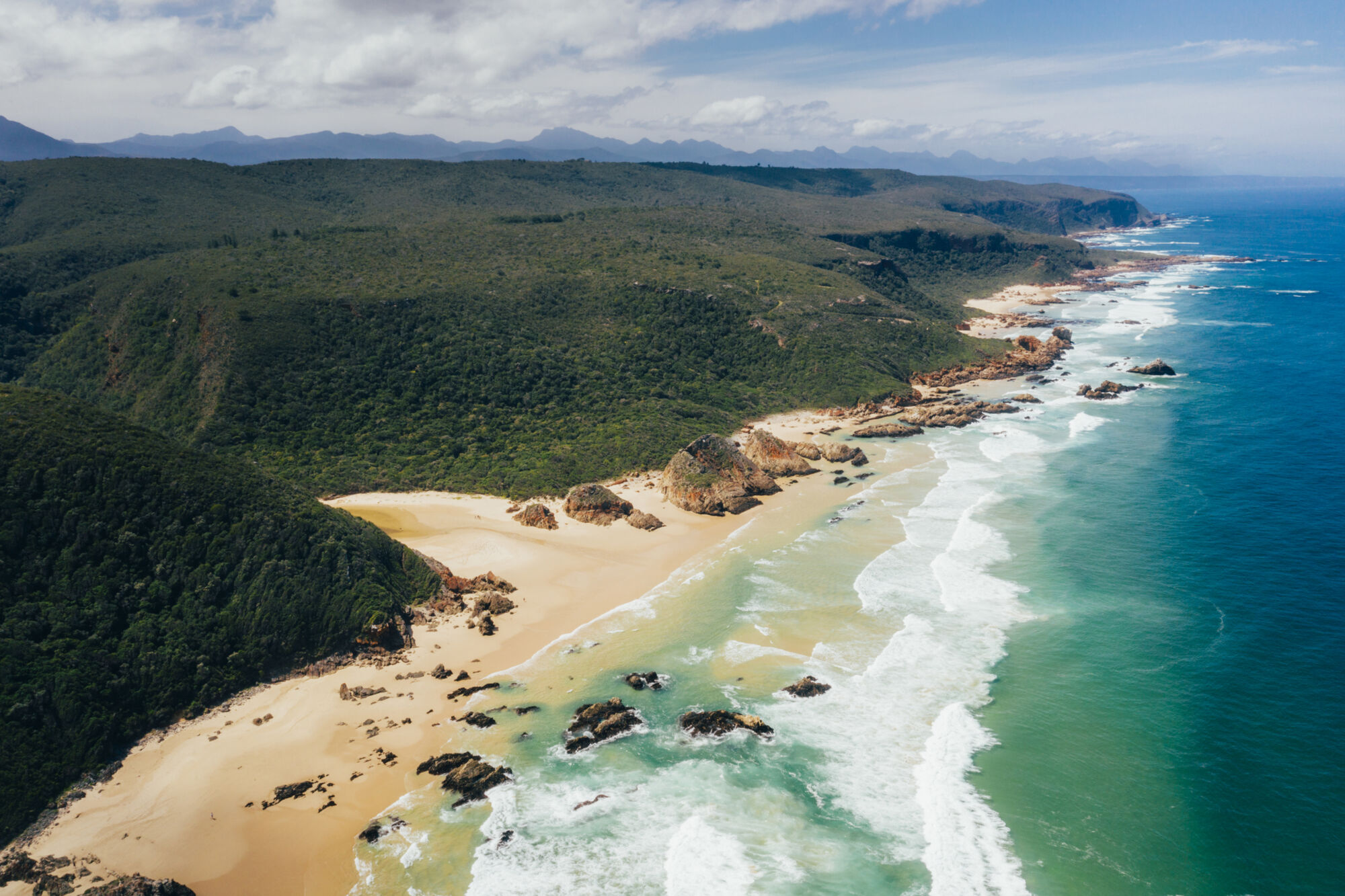 KT 191003 Personal Fish Forest 0331 KT 191003 Personal Fish Forest 0331