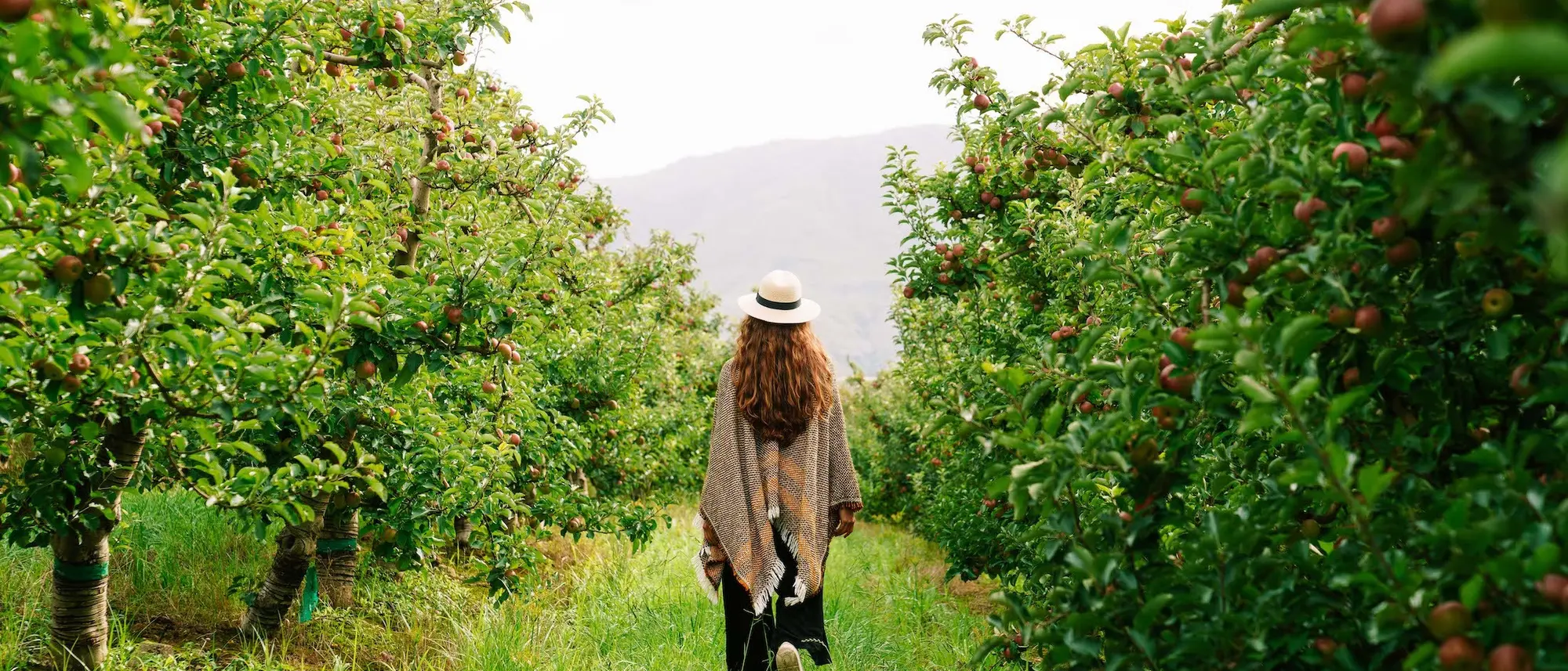 Image Title Image Title