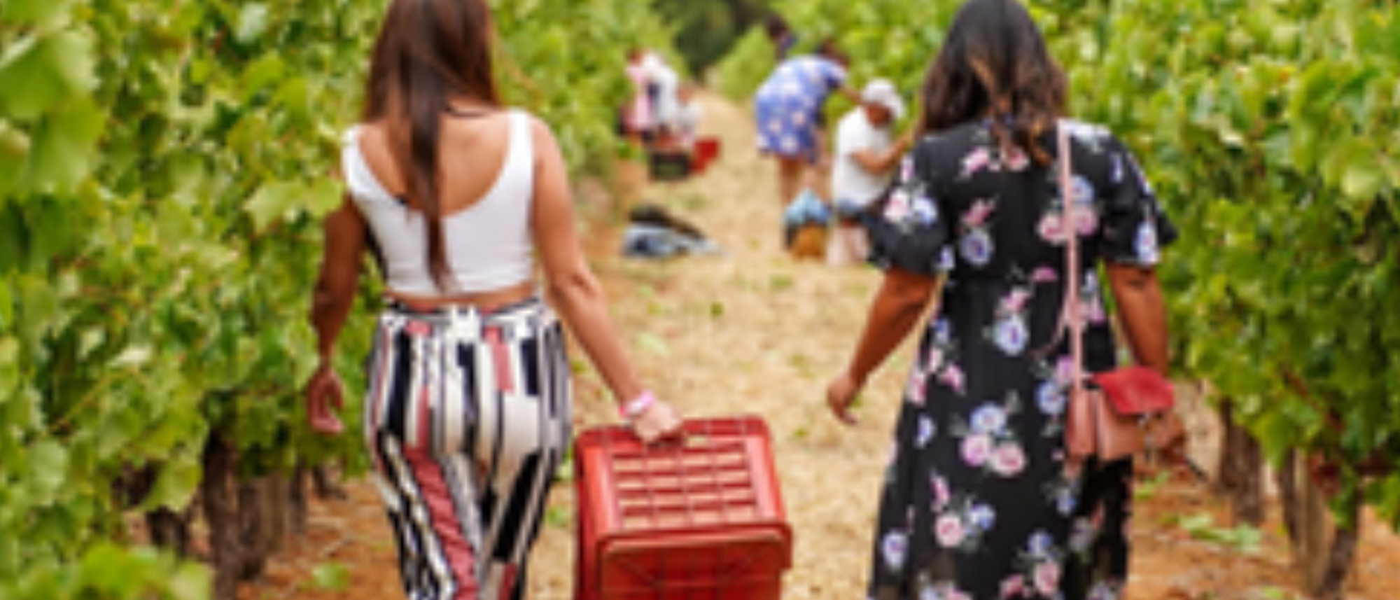 Image Title Image Title