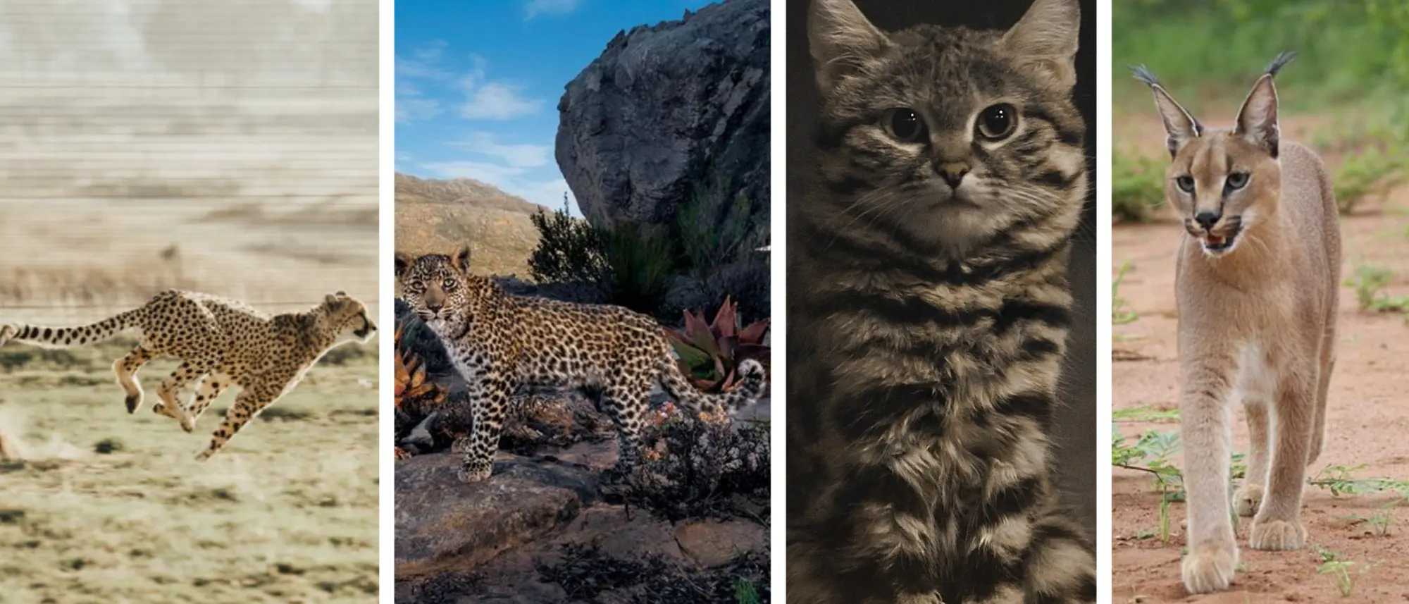 Image Title Image Title