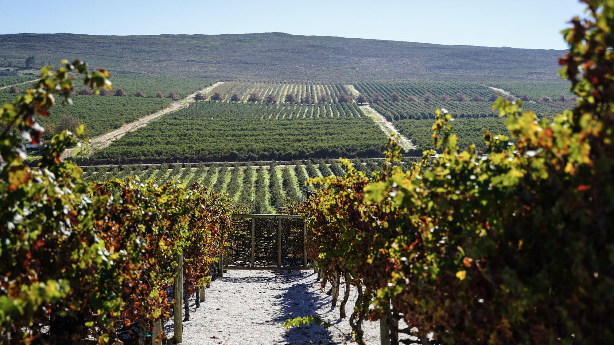 Image Title Image Title