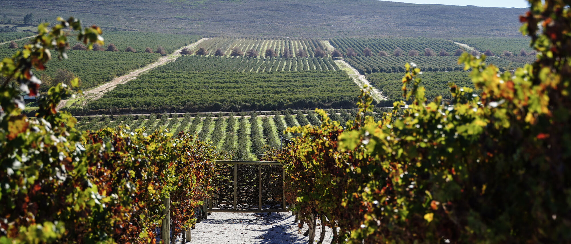 Image Title Image Title