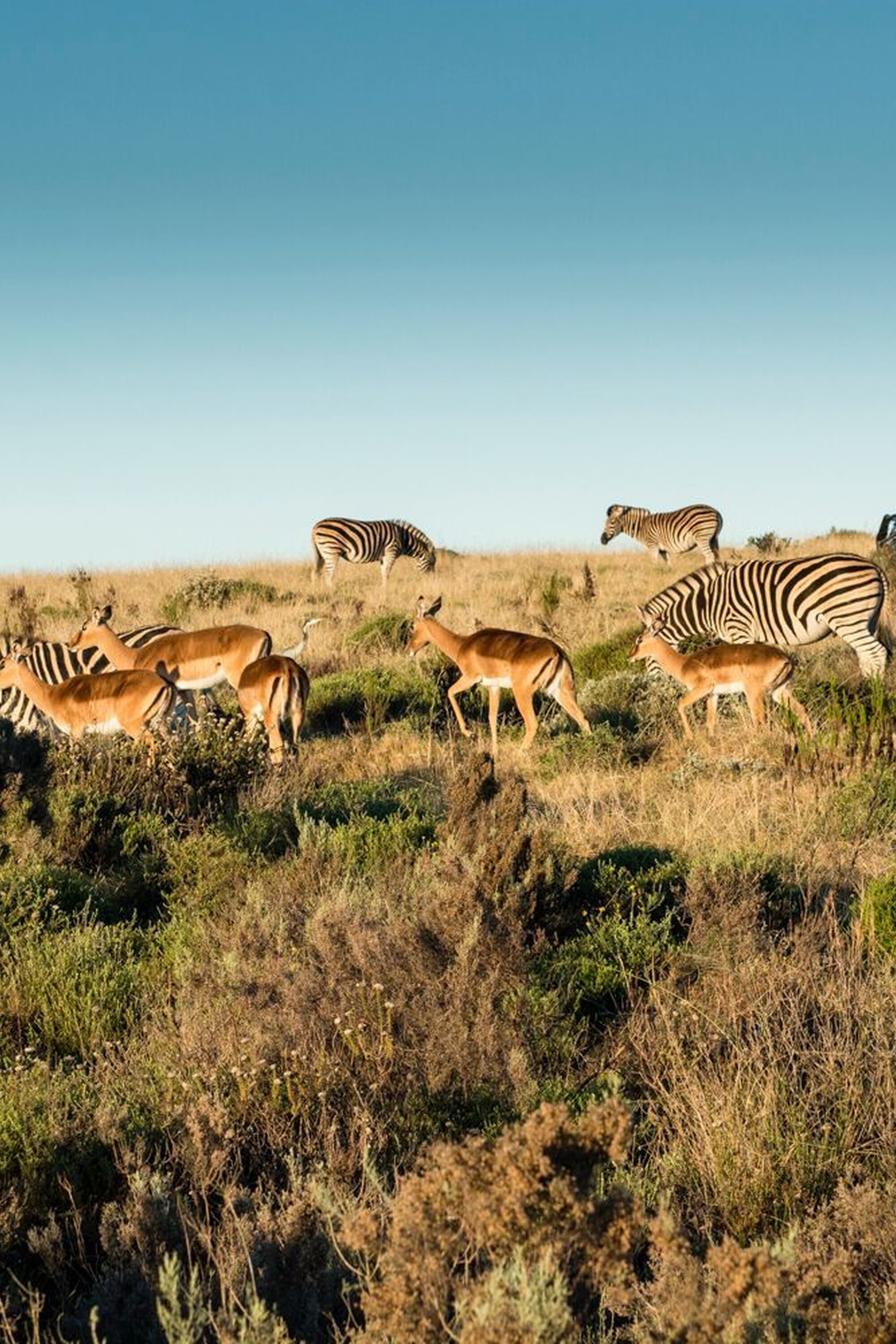 Image Title Image Title