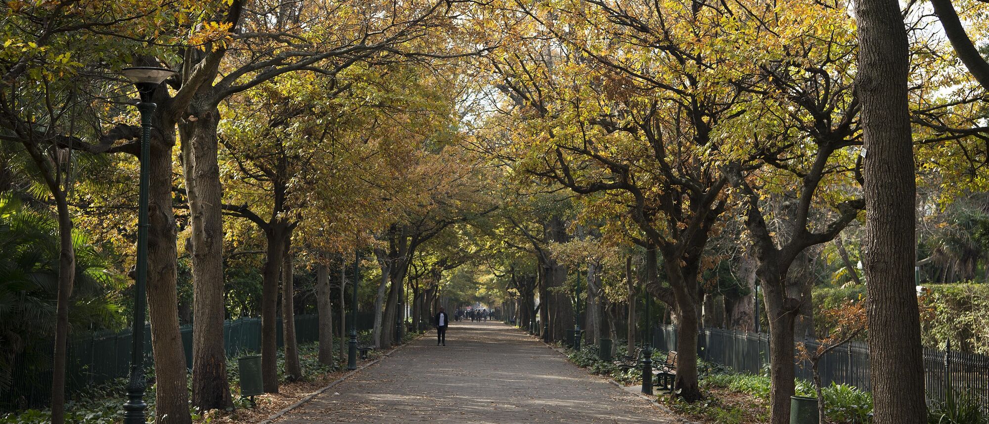 Image Title Image Title