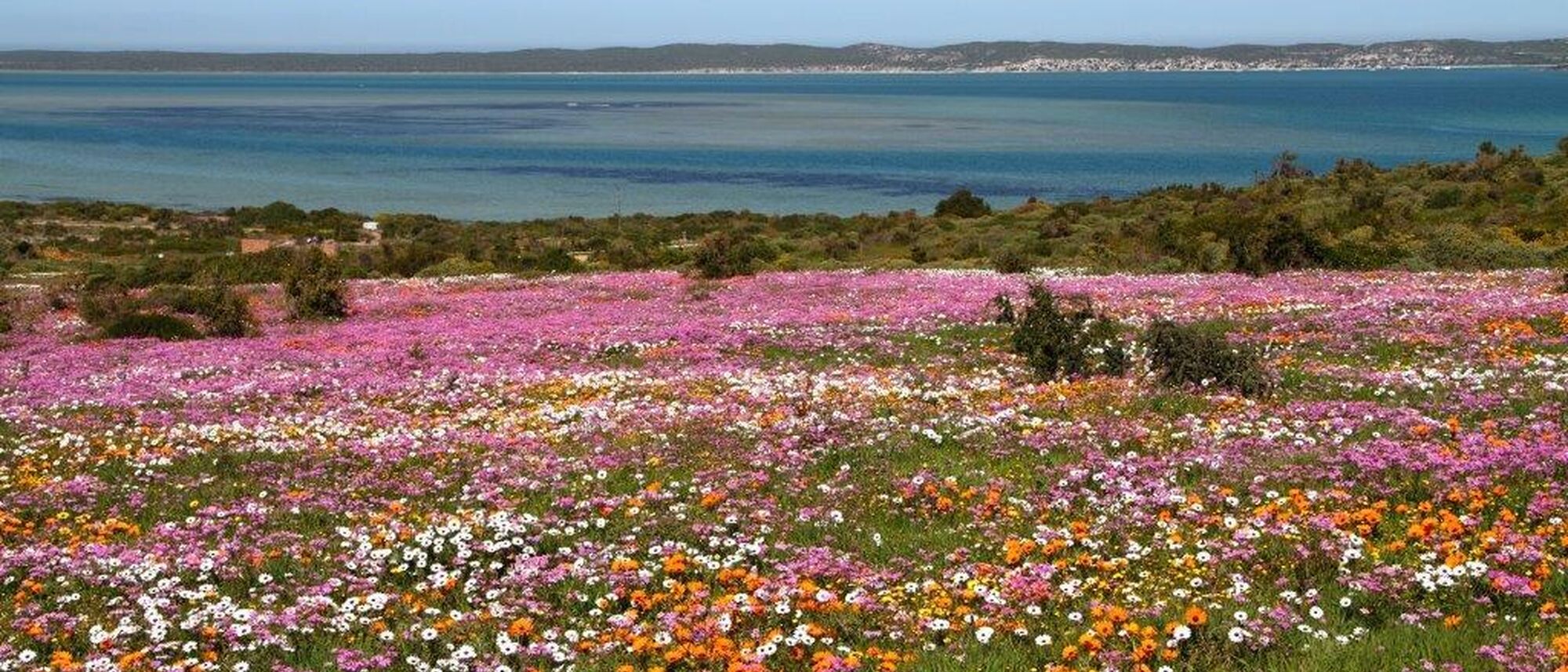 Image Title Image Title