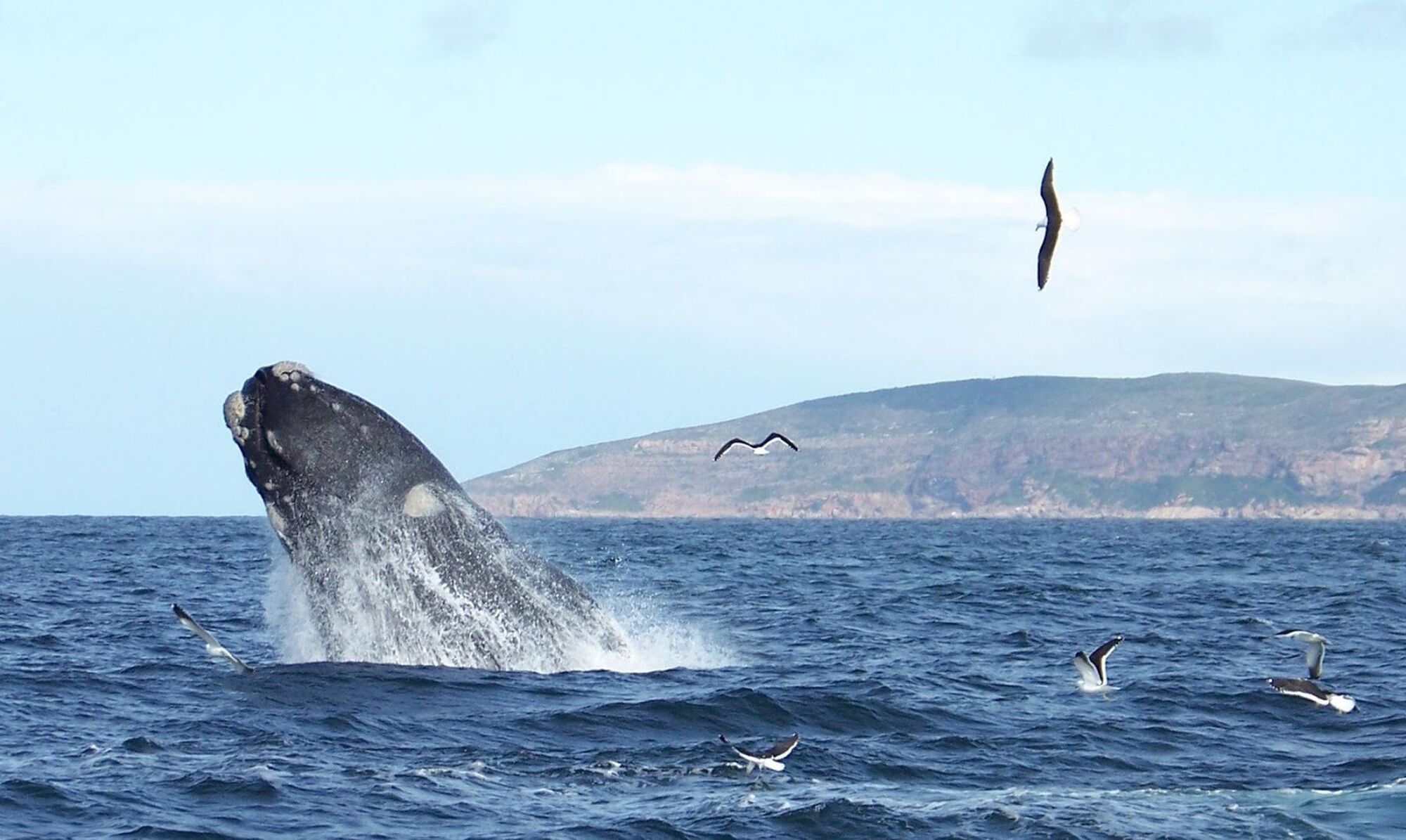 Ocean safaris Ocean safaris