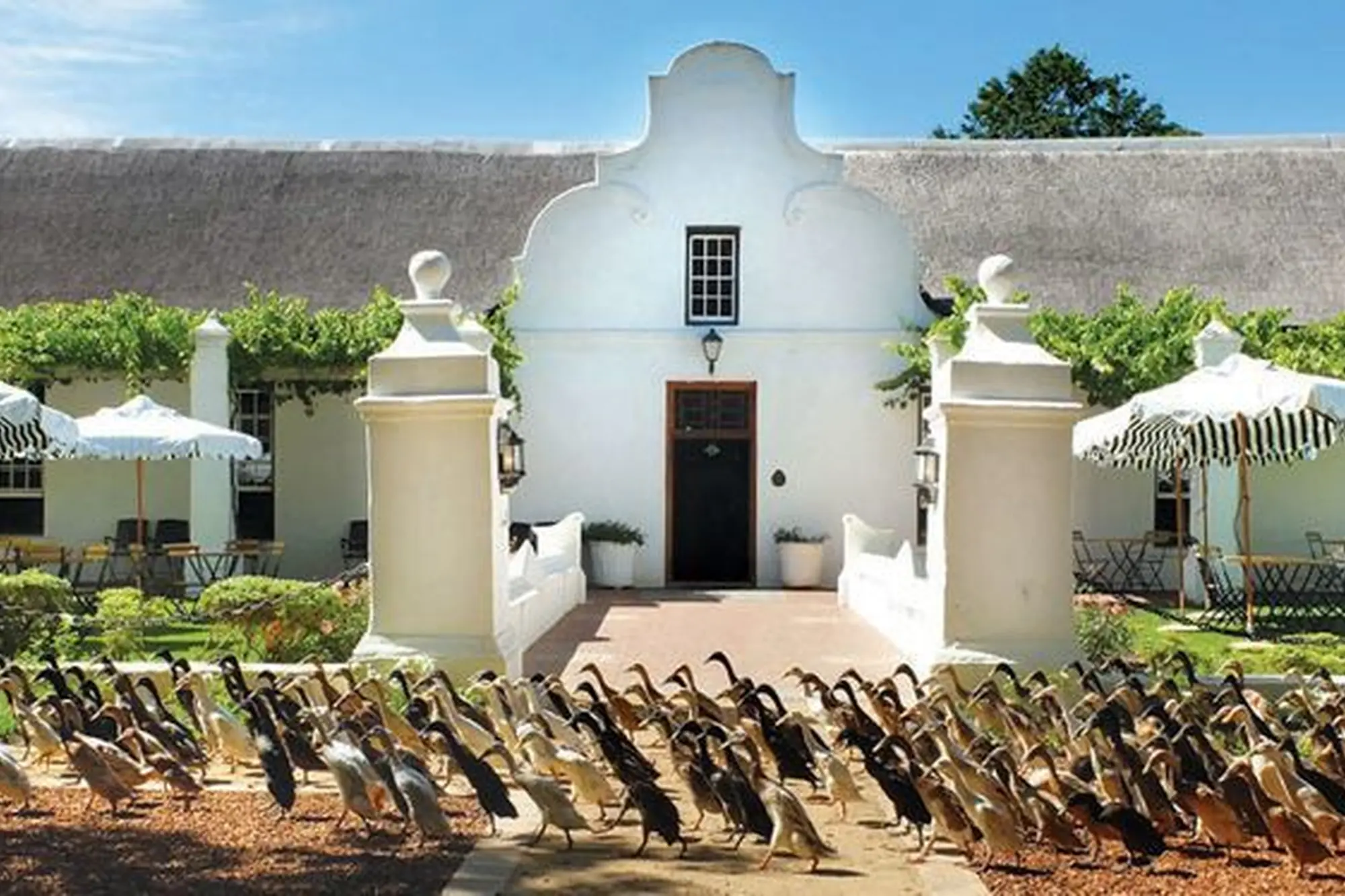 Image Title Image Title