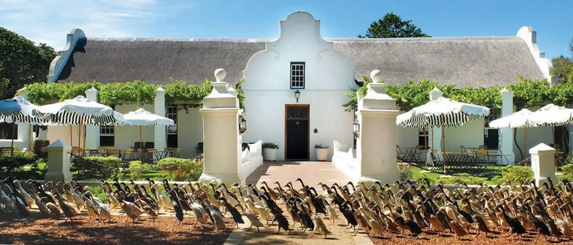 Image Title Image Title