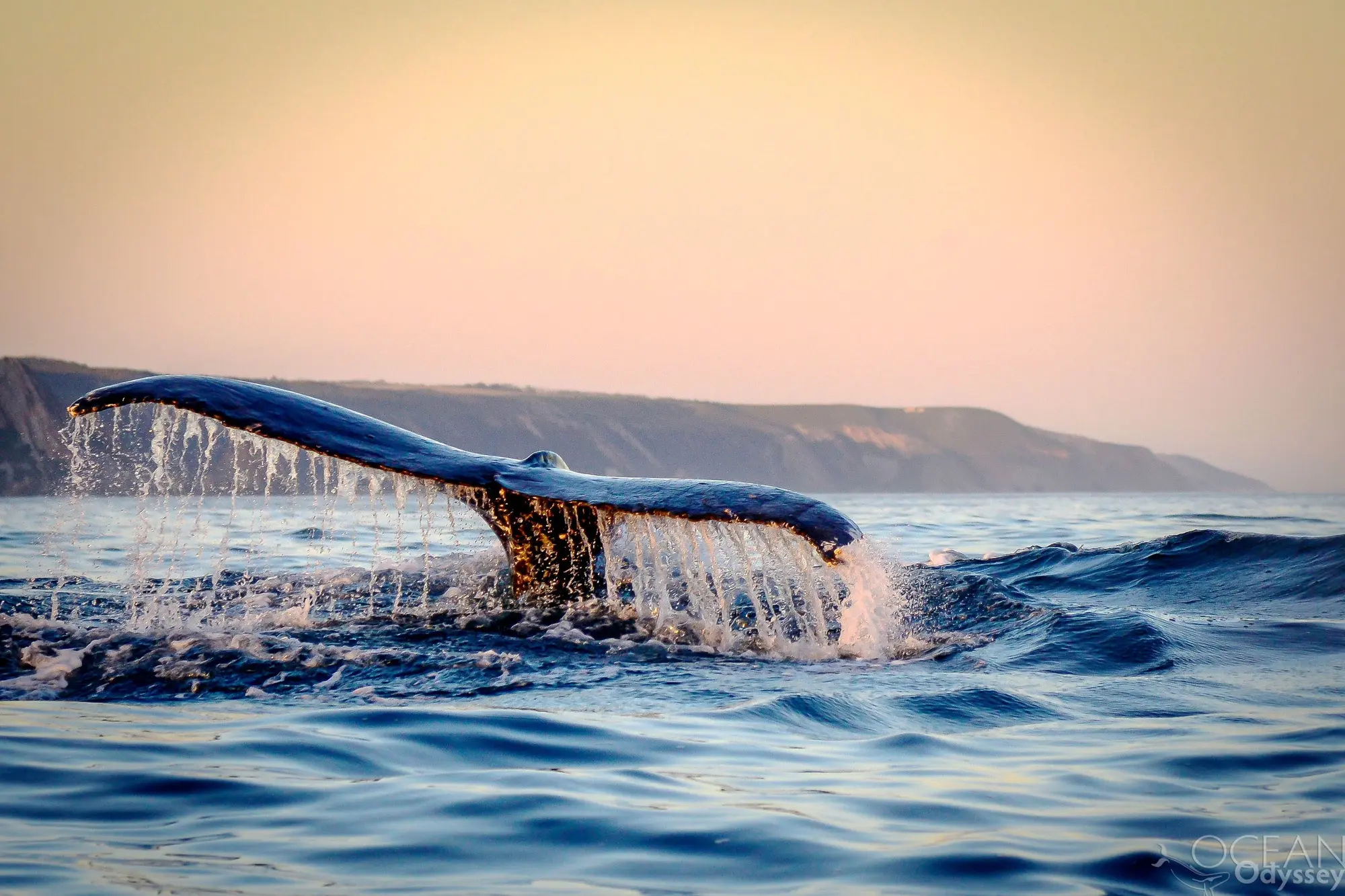 Image Title Image Title