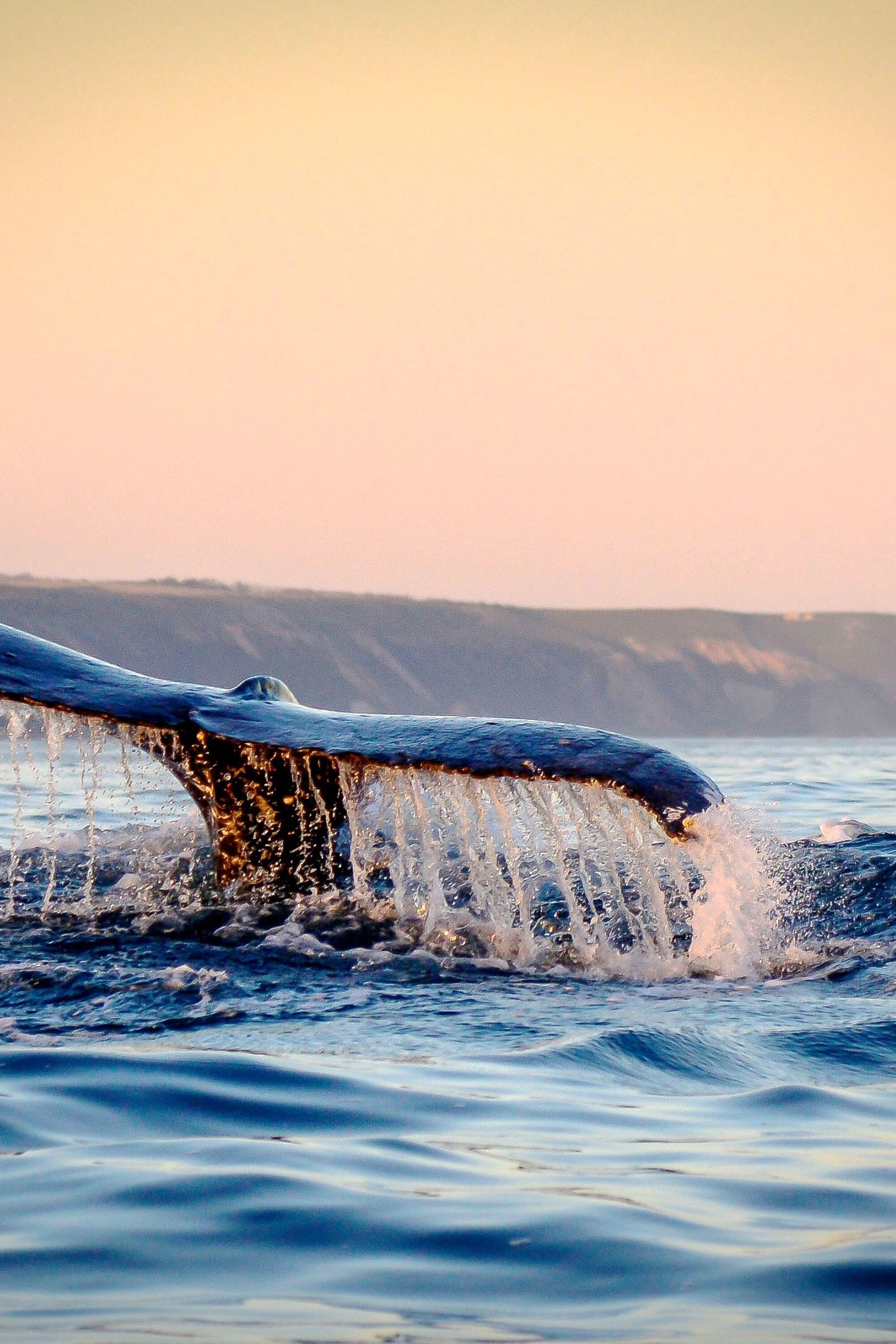 Image Title Image Title