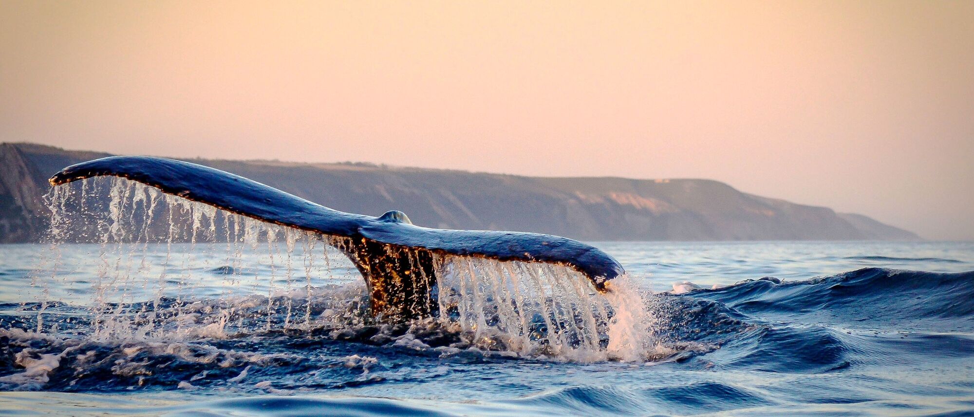 Image Title Image Title