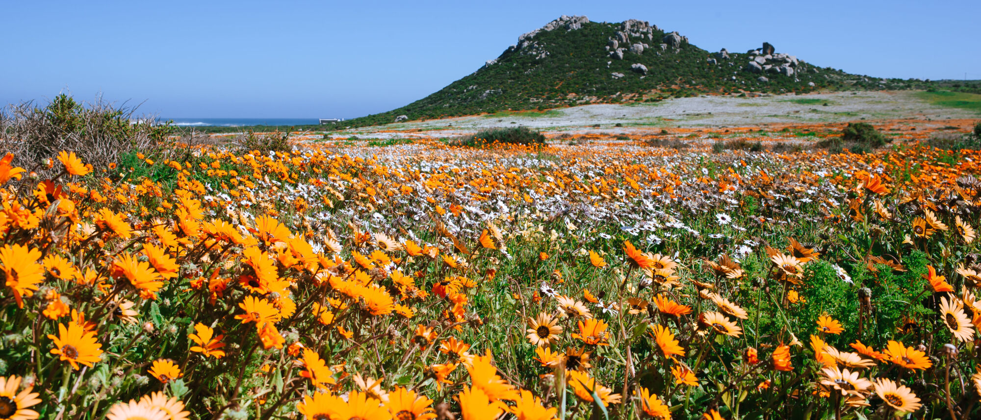 Image Title Image Title