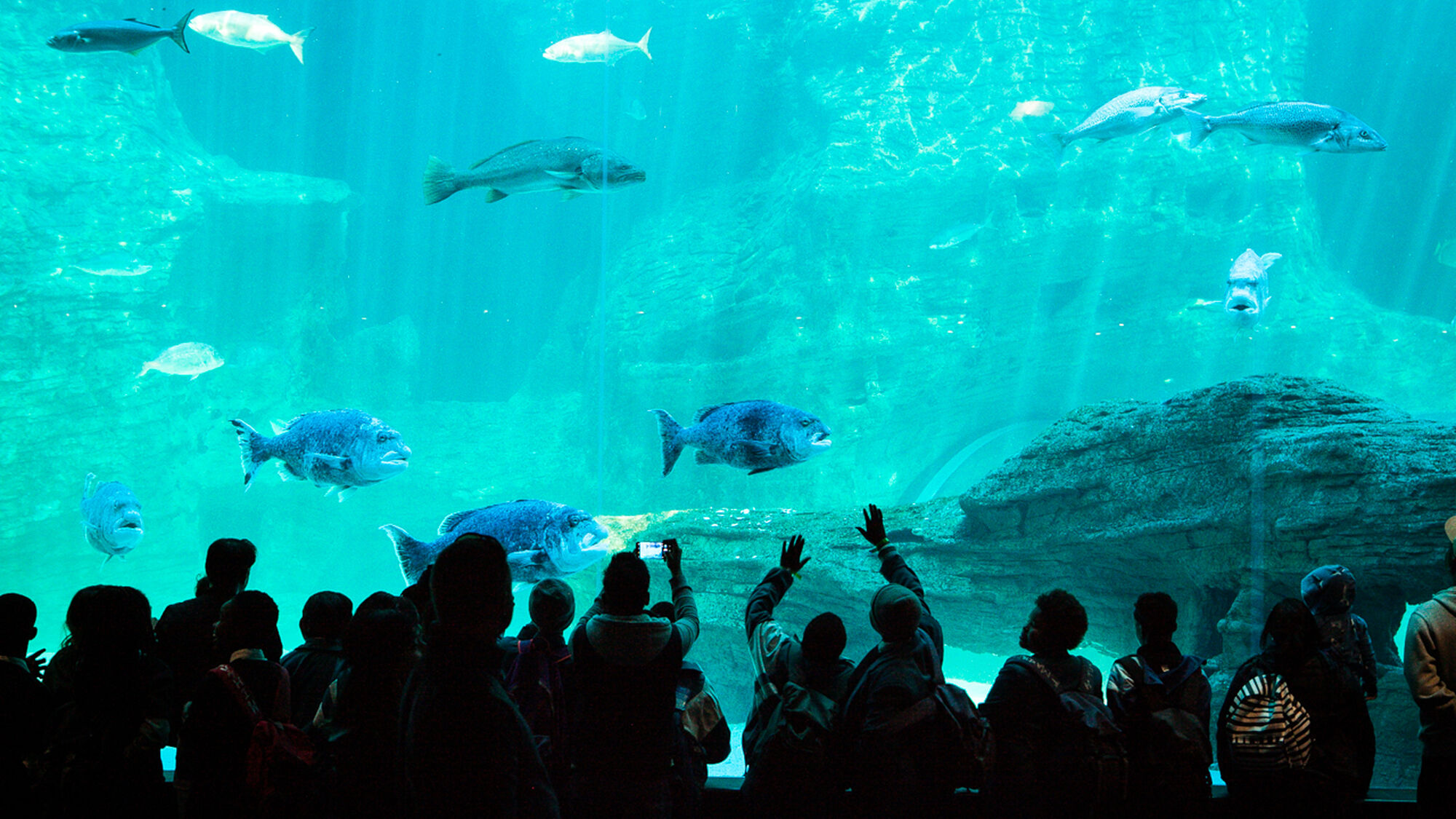 Image Title Image Title