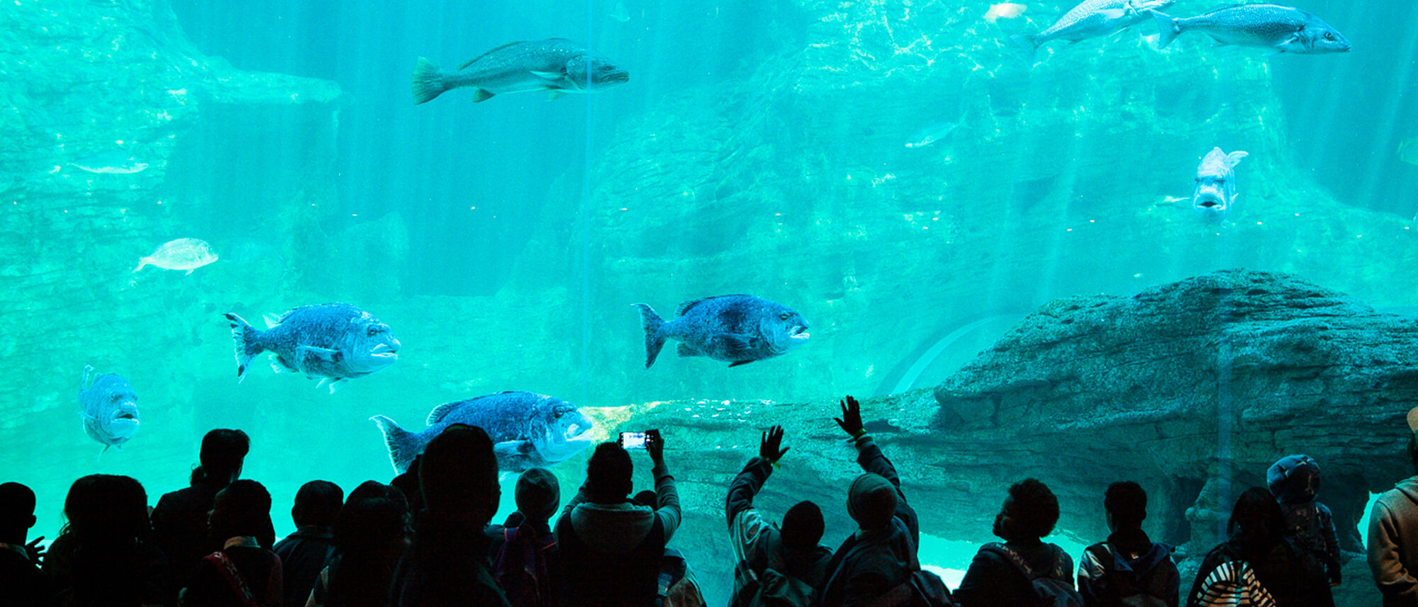 Image Title Image Title