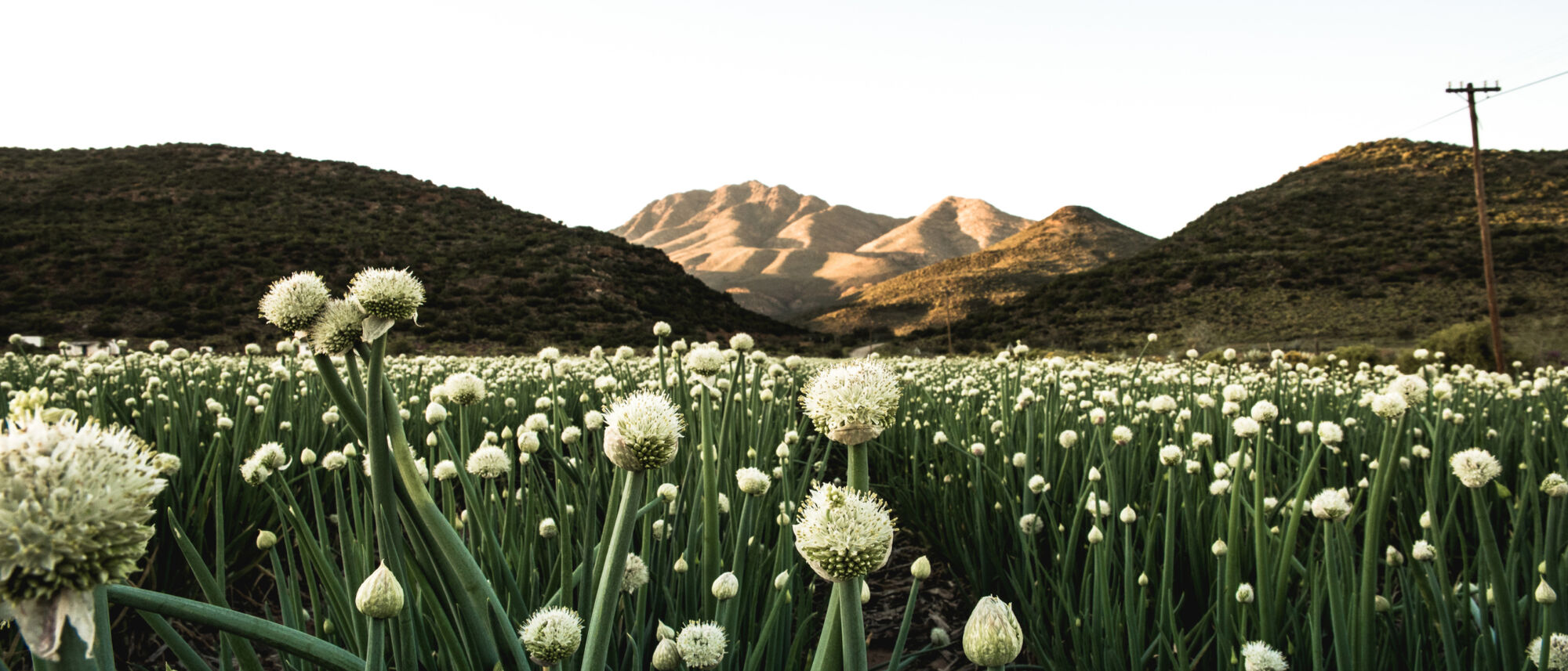 Image Title Image Title