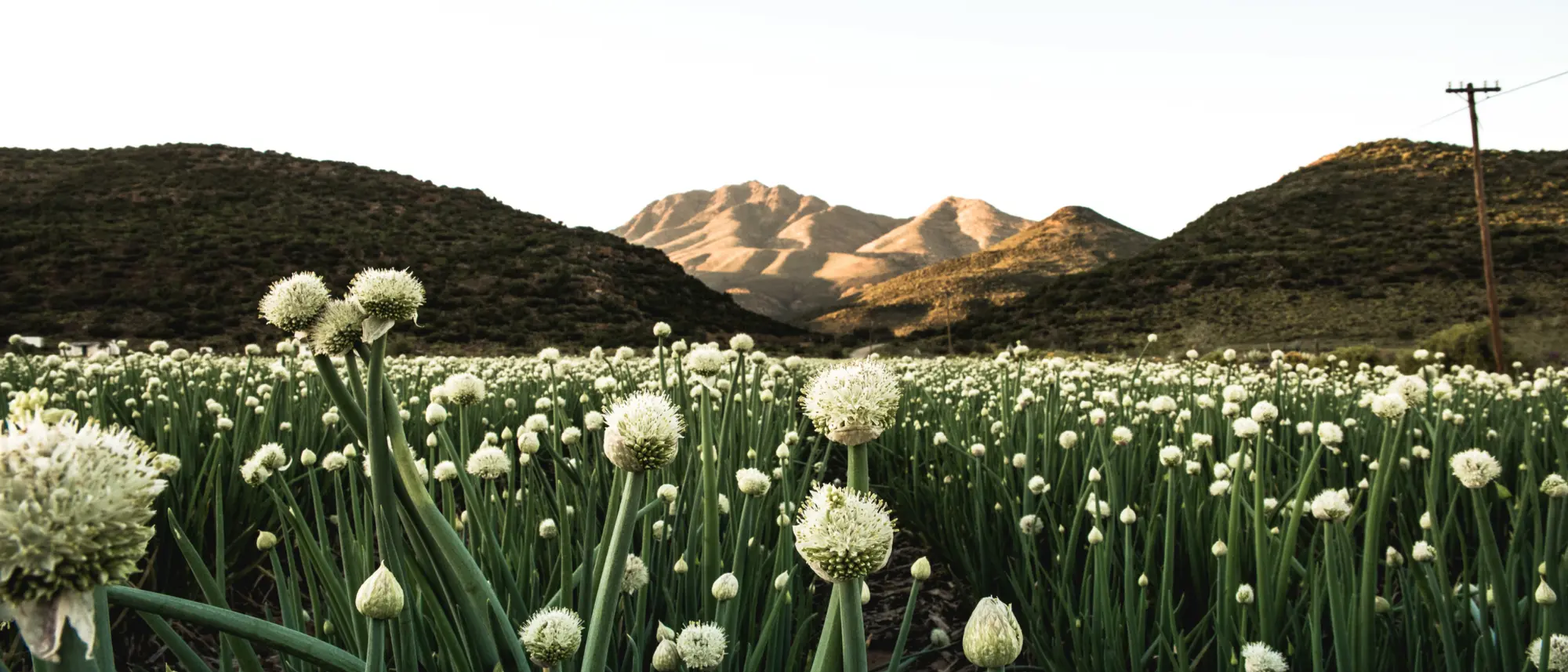 Image Title Image Title