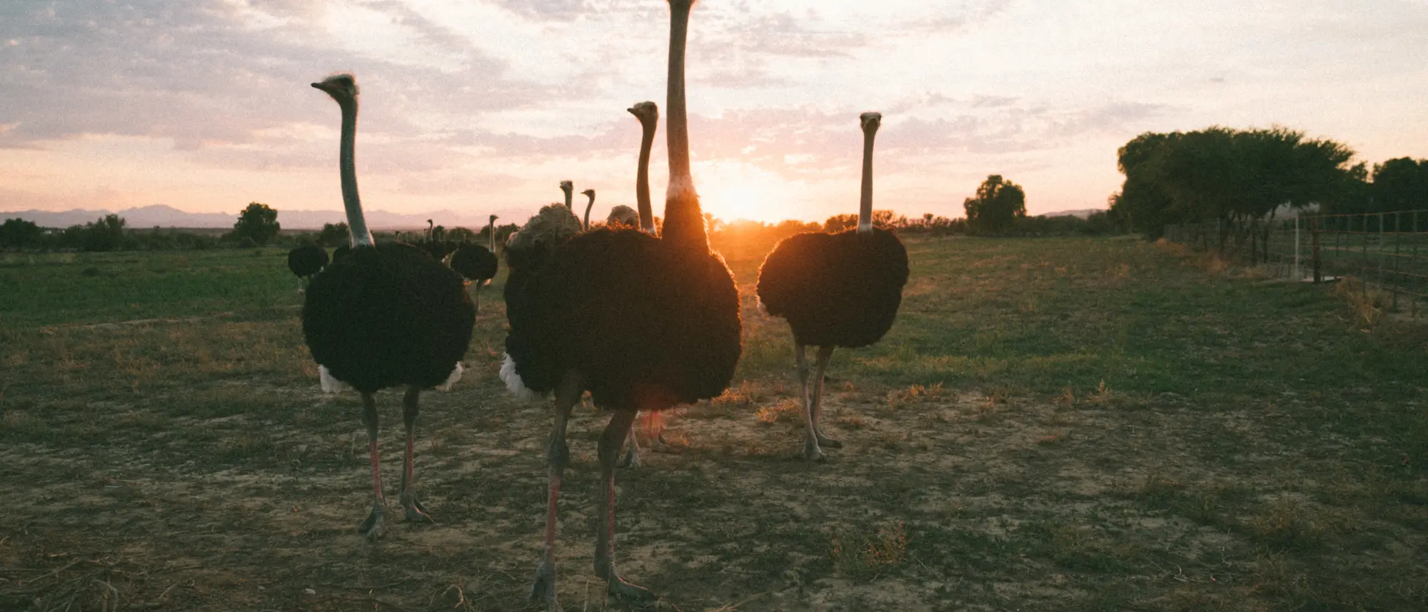 Image Title Image Title