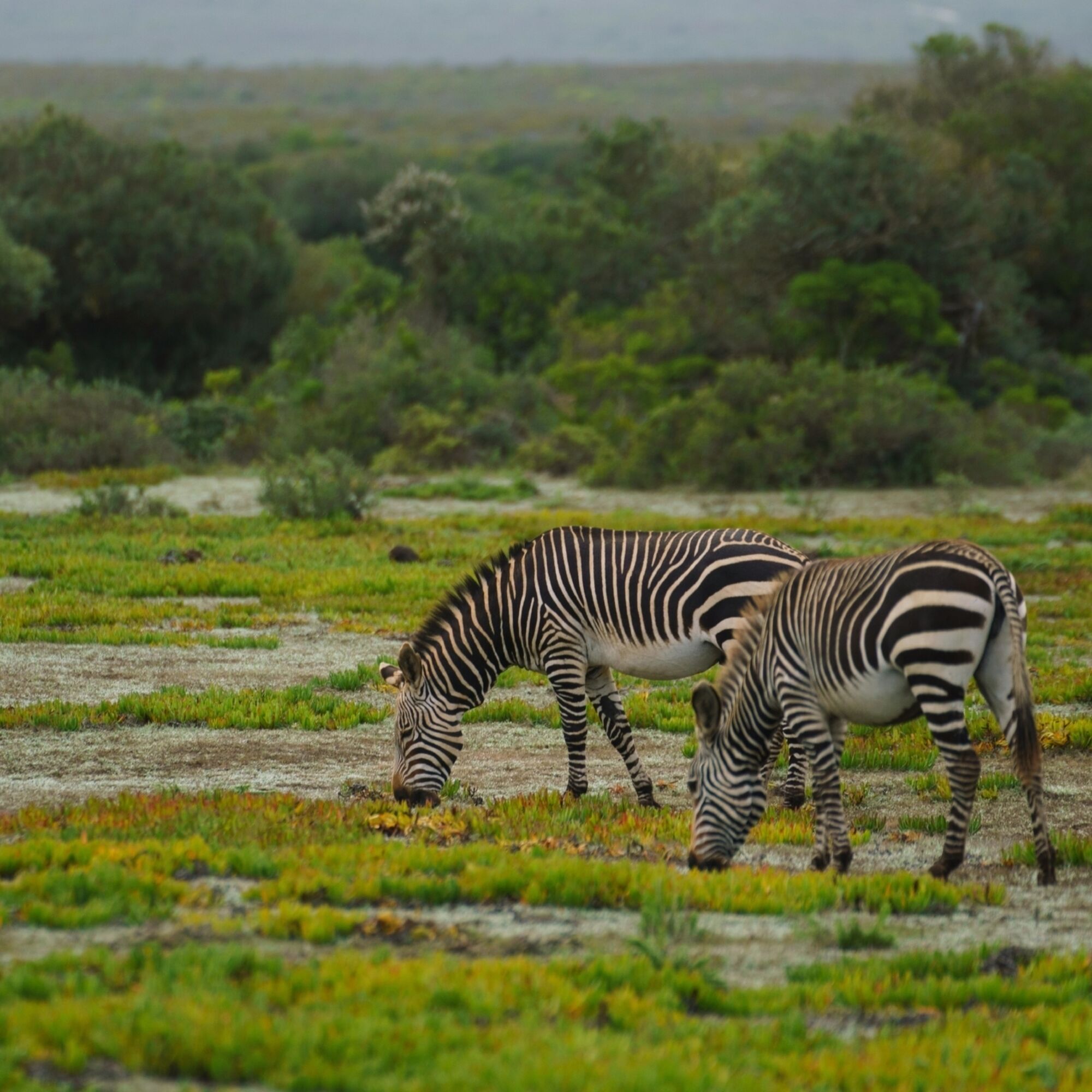 Overberg 07184 Overberg 07184