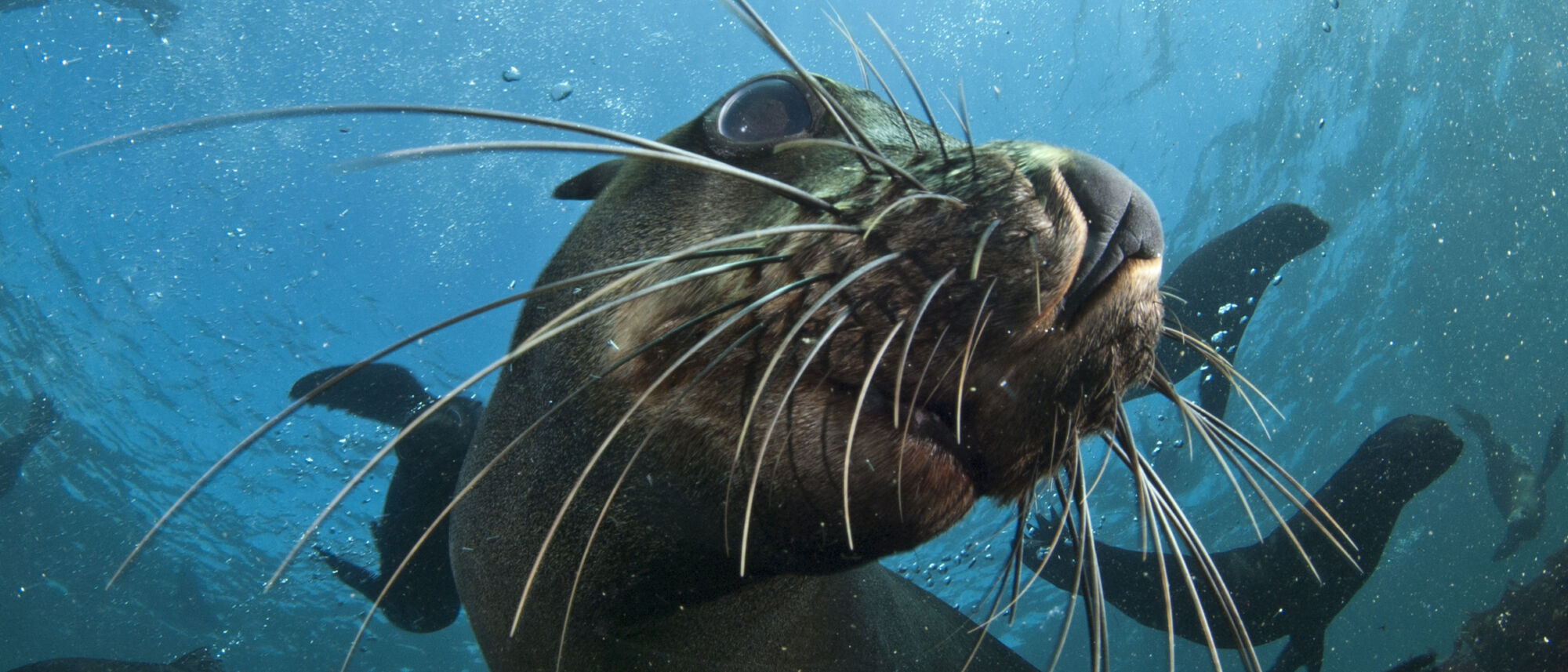 Image Title Image Title