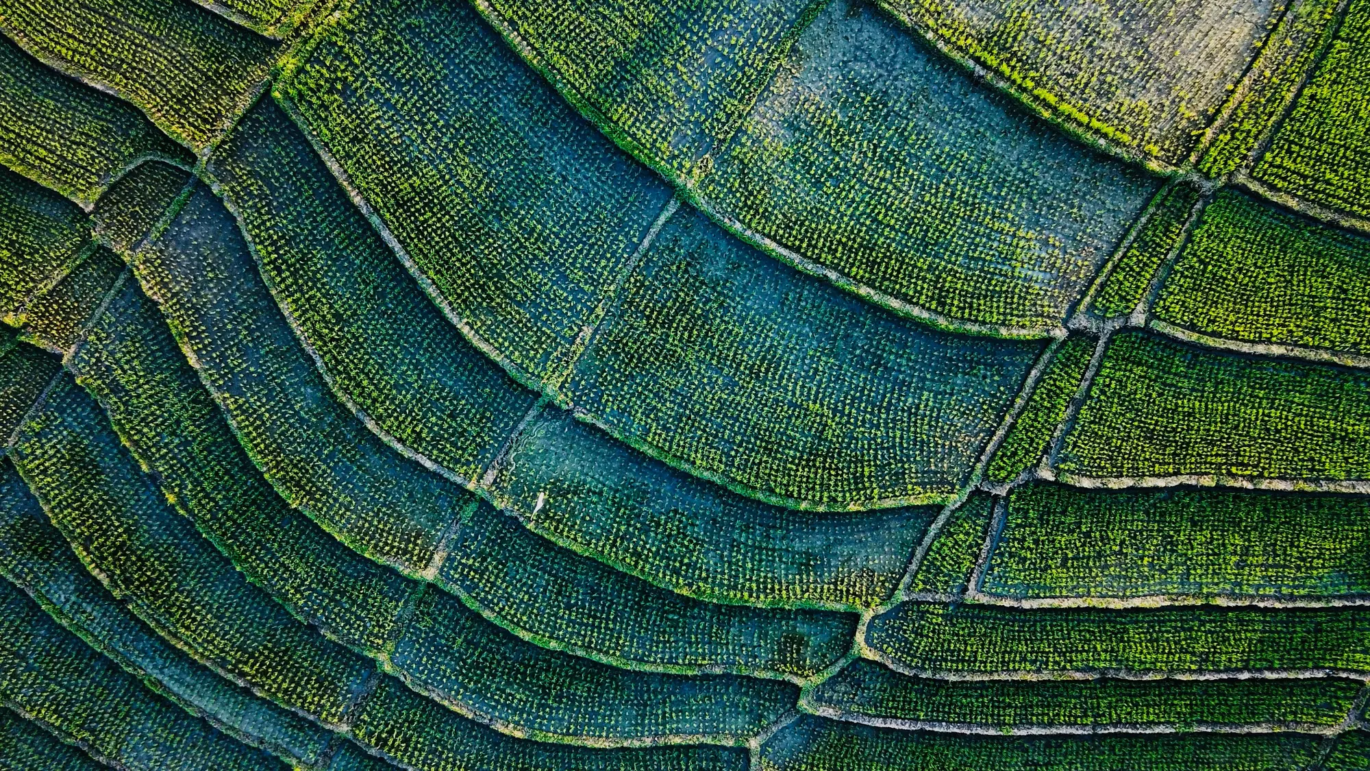 Image Title Image Title