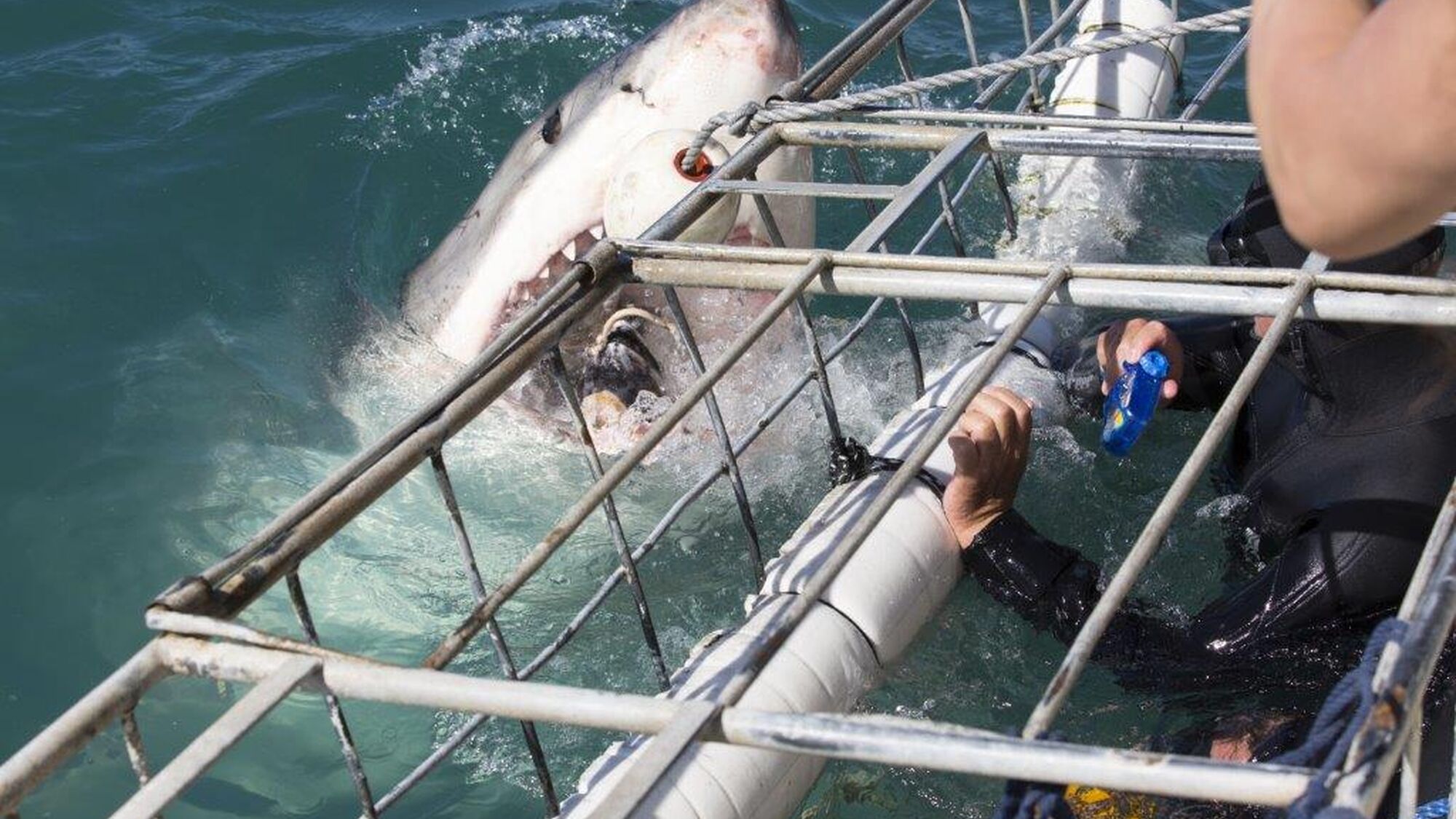 Image Title Image Title