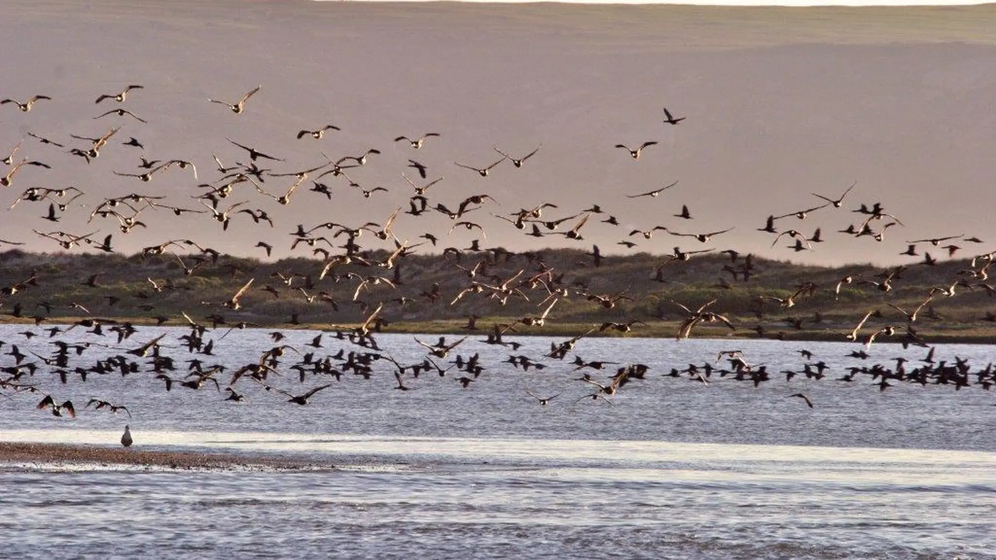 Image Title Image Title