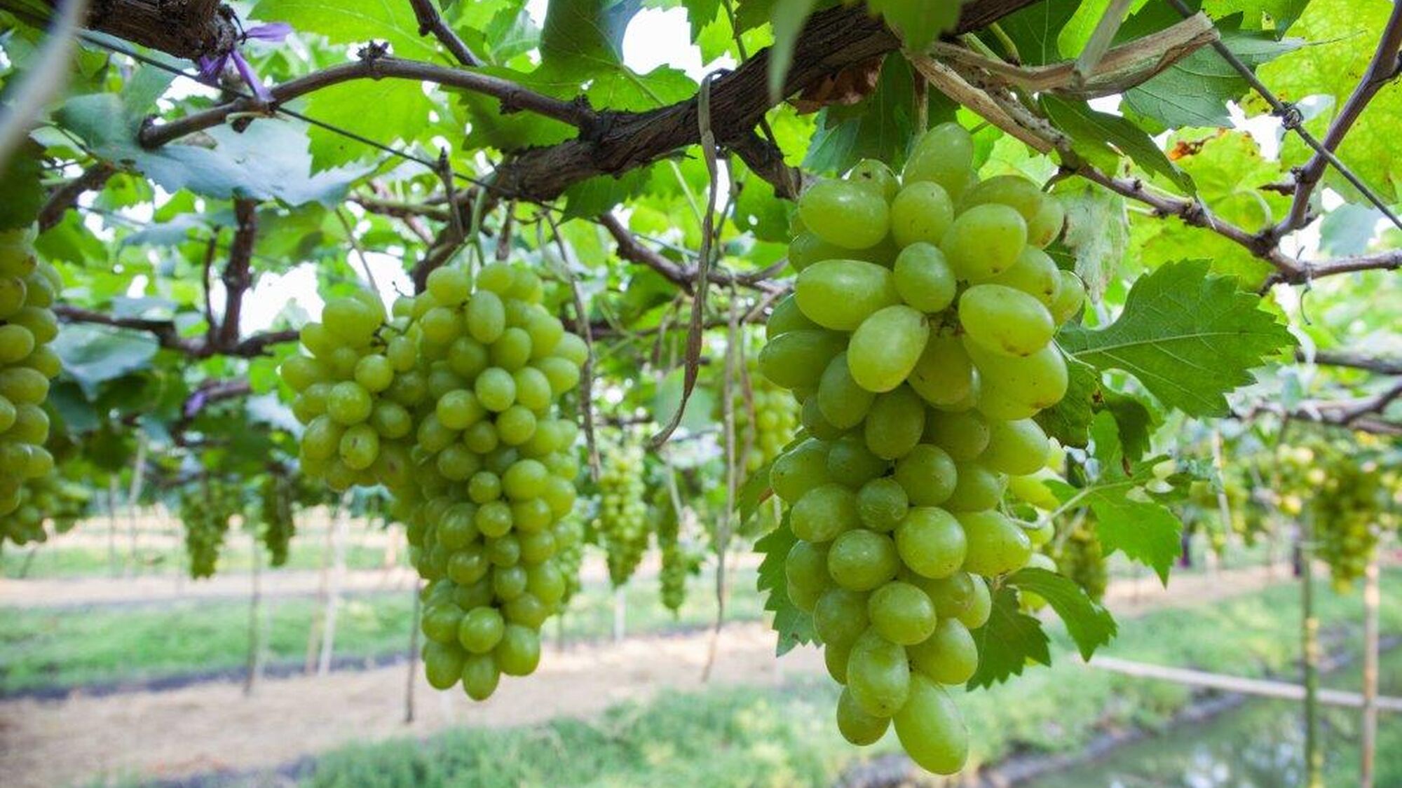 Image Title Image Title