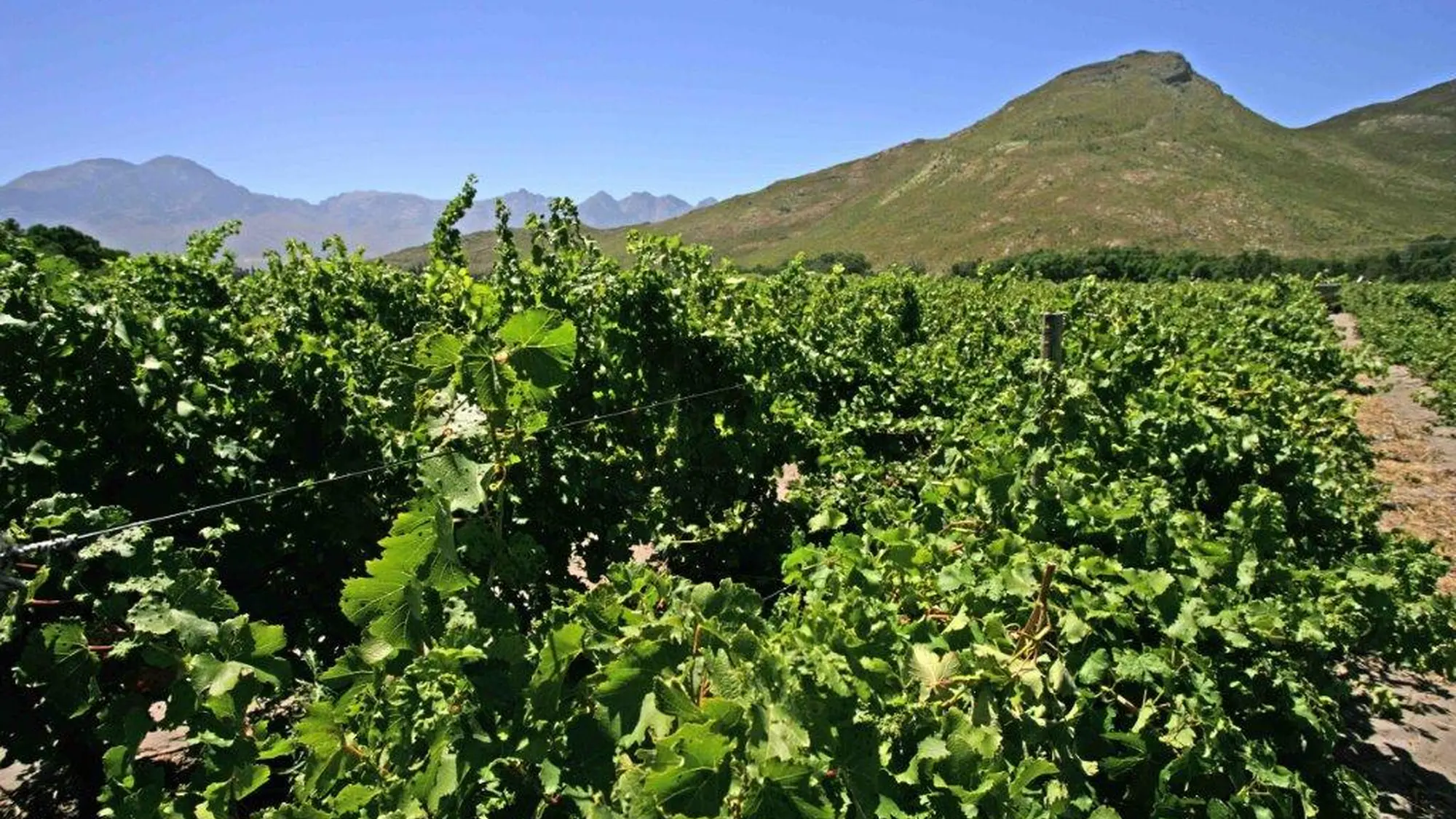 Image Title Image Title